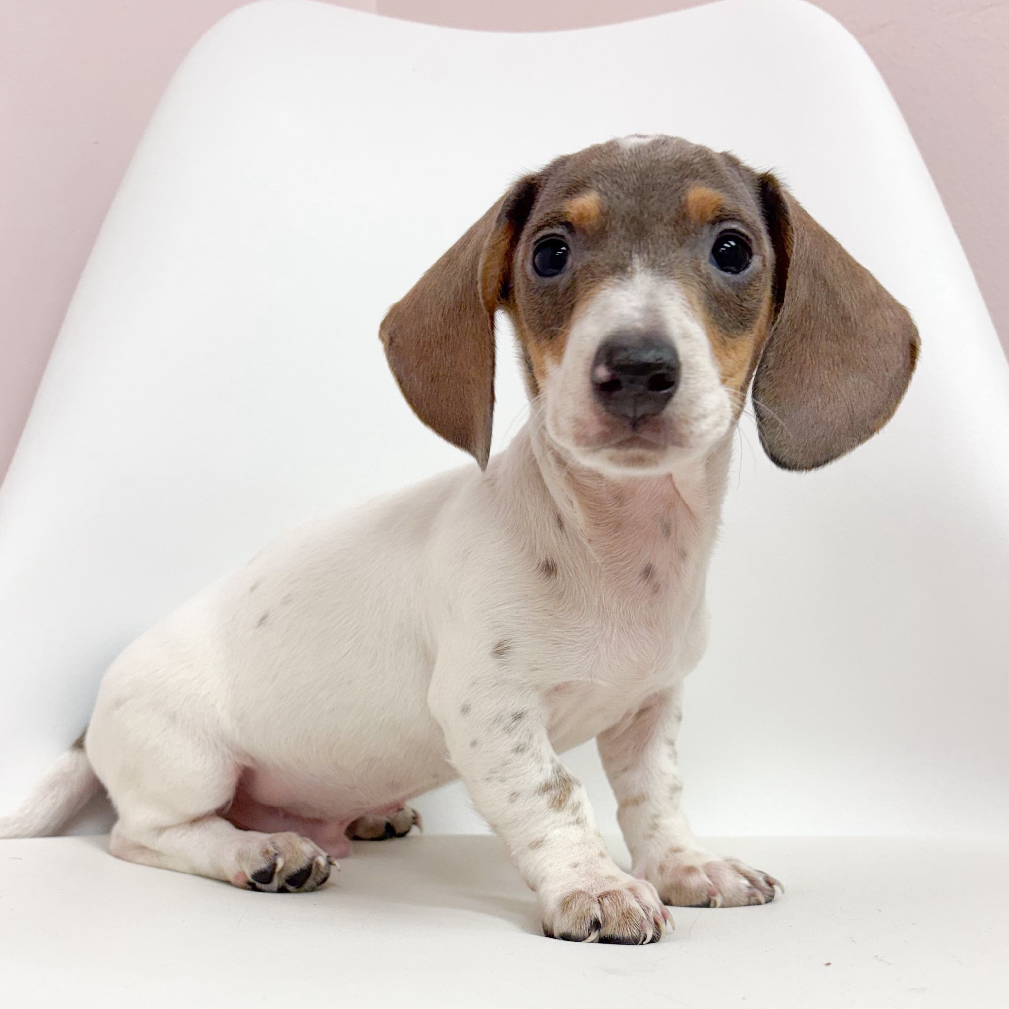 Danny- Male Mini Dachshund