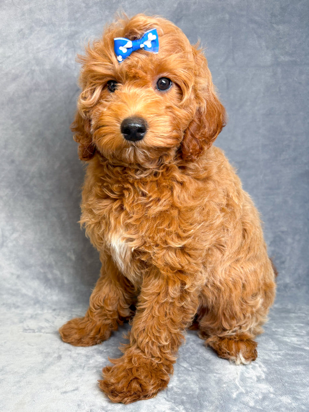 Bonnie- Female Mini Goldendoodle