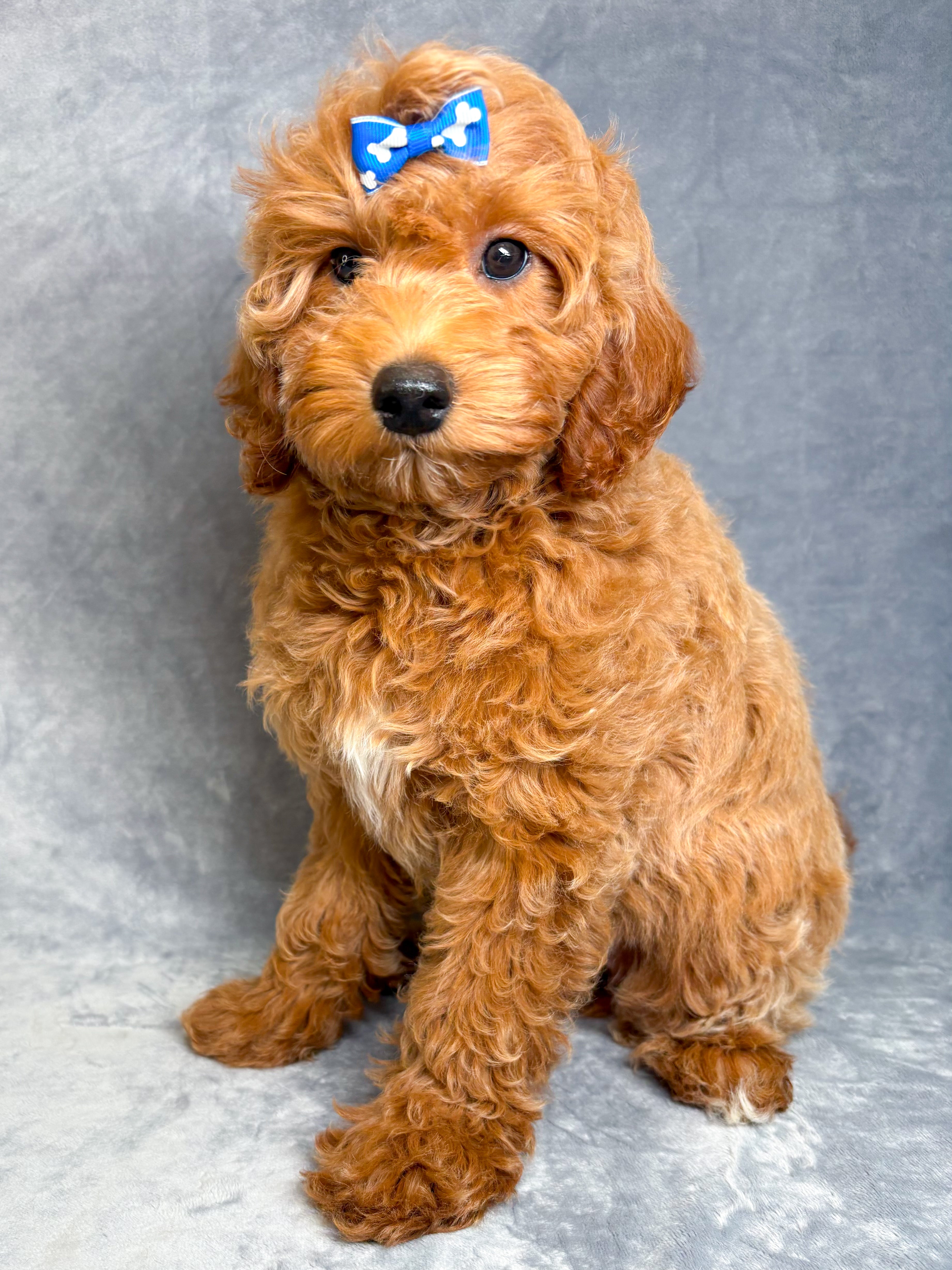 Bonnie- Female Mini Goldendoodle