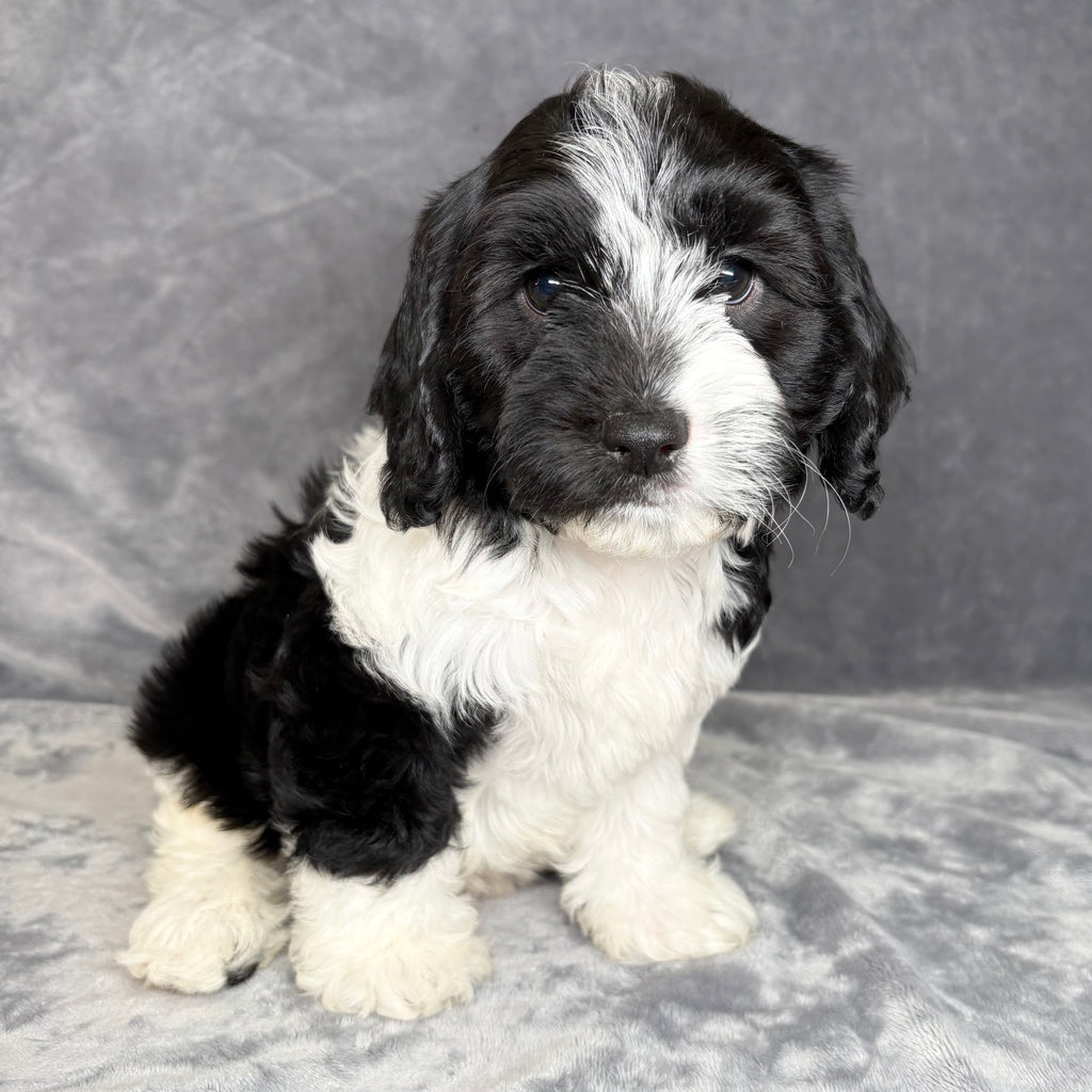 Murphy- Male Cavachon