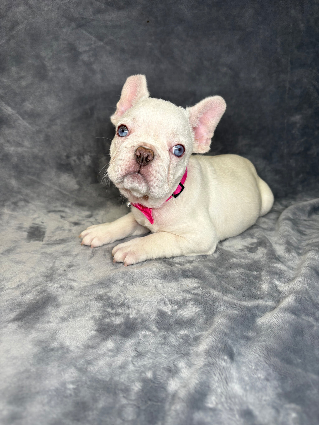 Pearl- Female French Bulldog