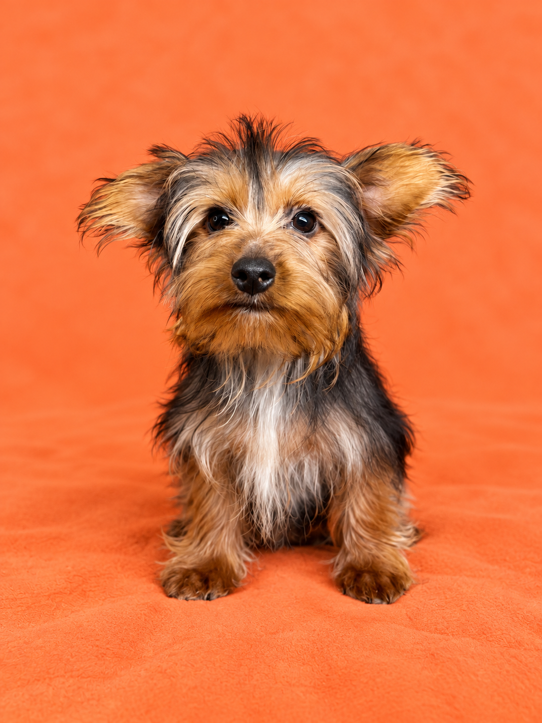 Scrappy- Male Yorkie