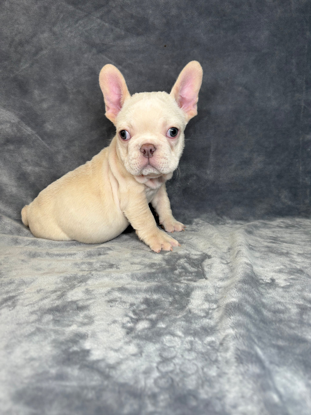 Wally- Male French Bulldog