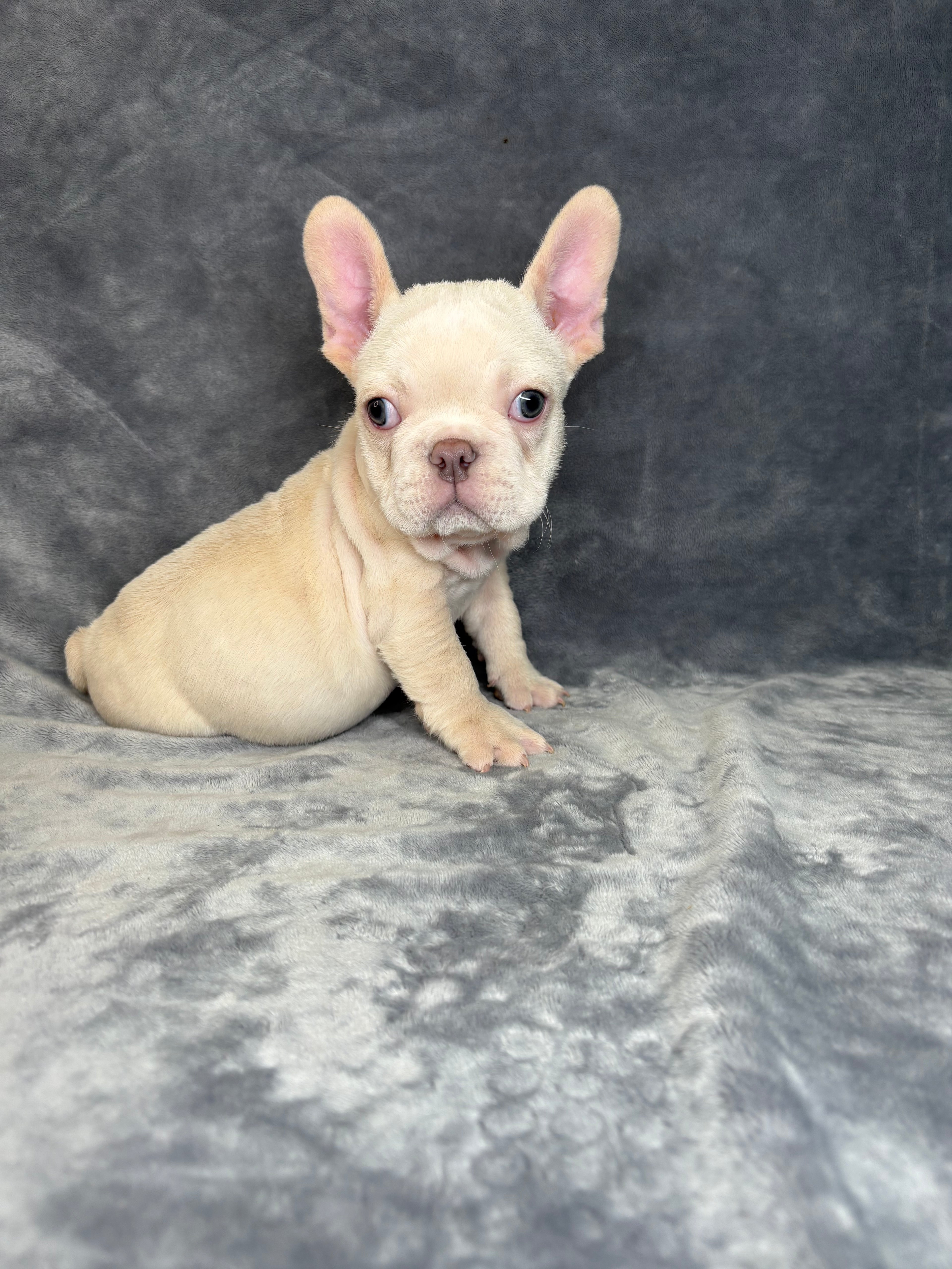 Wally- Male French Bulldog
