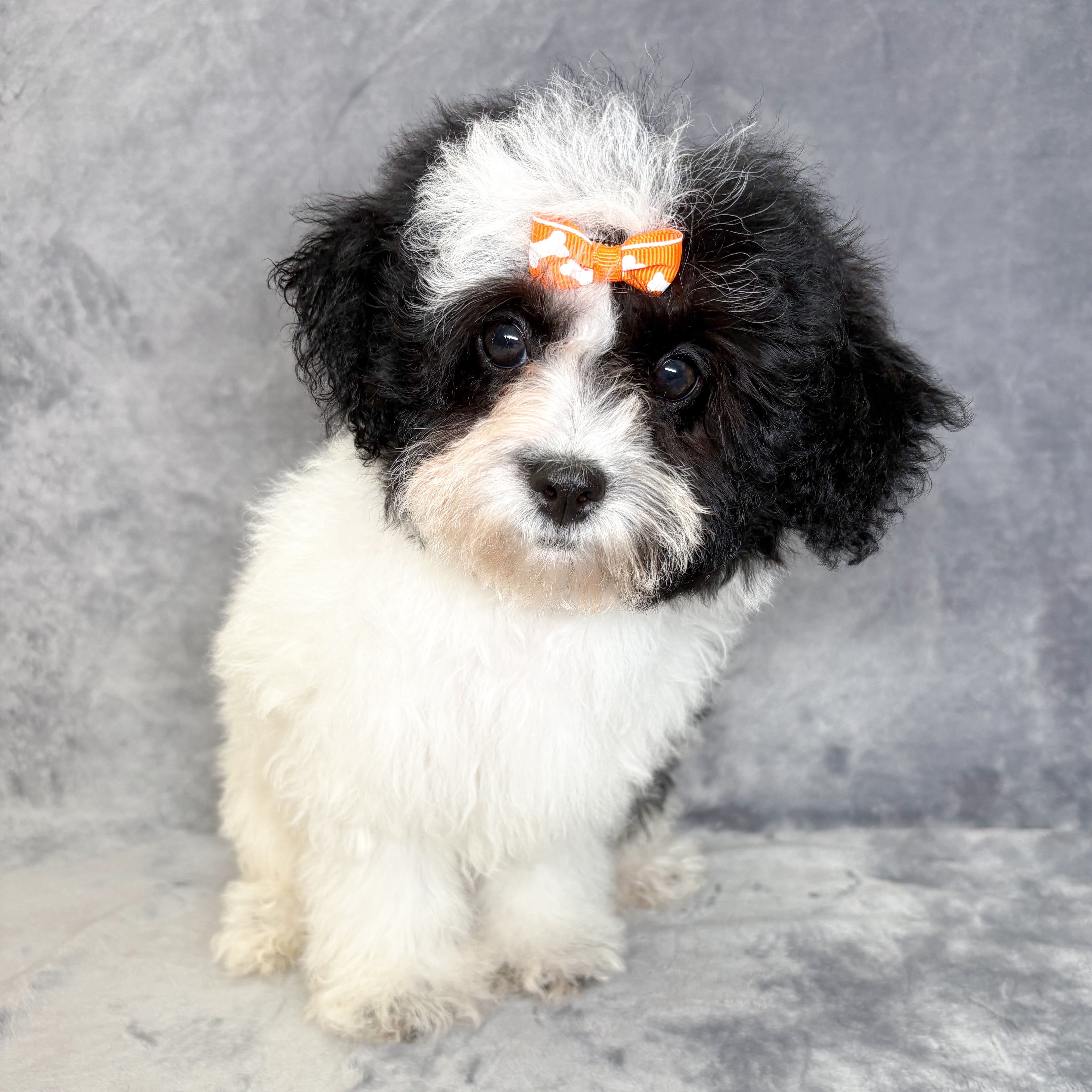 Pearl- Female Shipoo