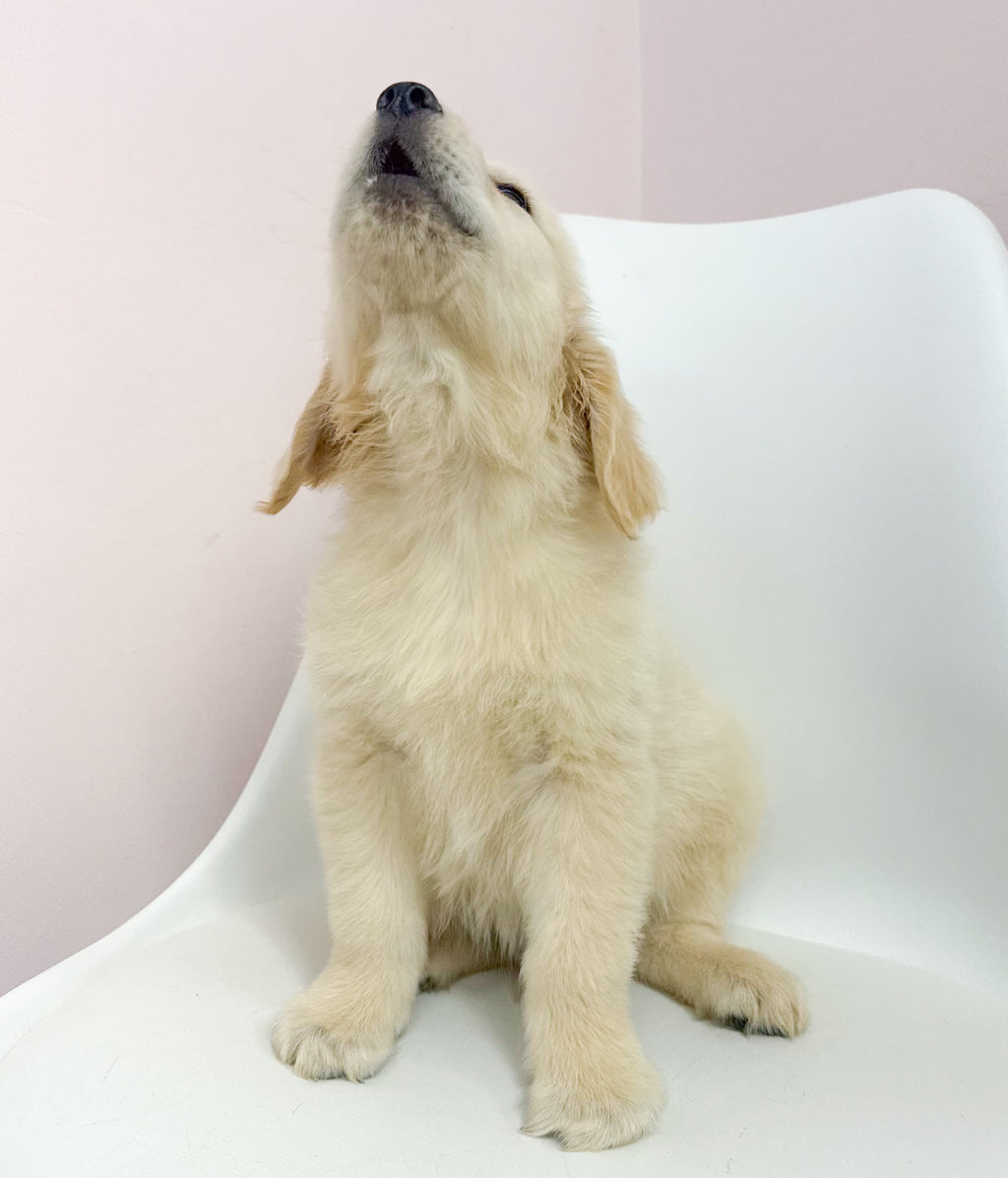 Bowie- Male Golden Retriever