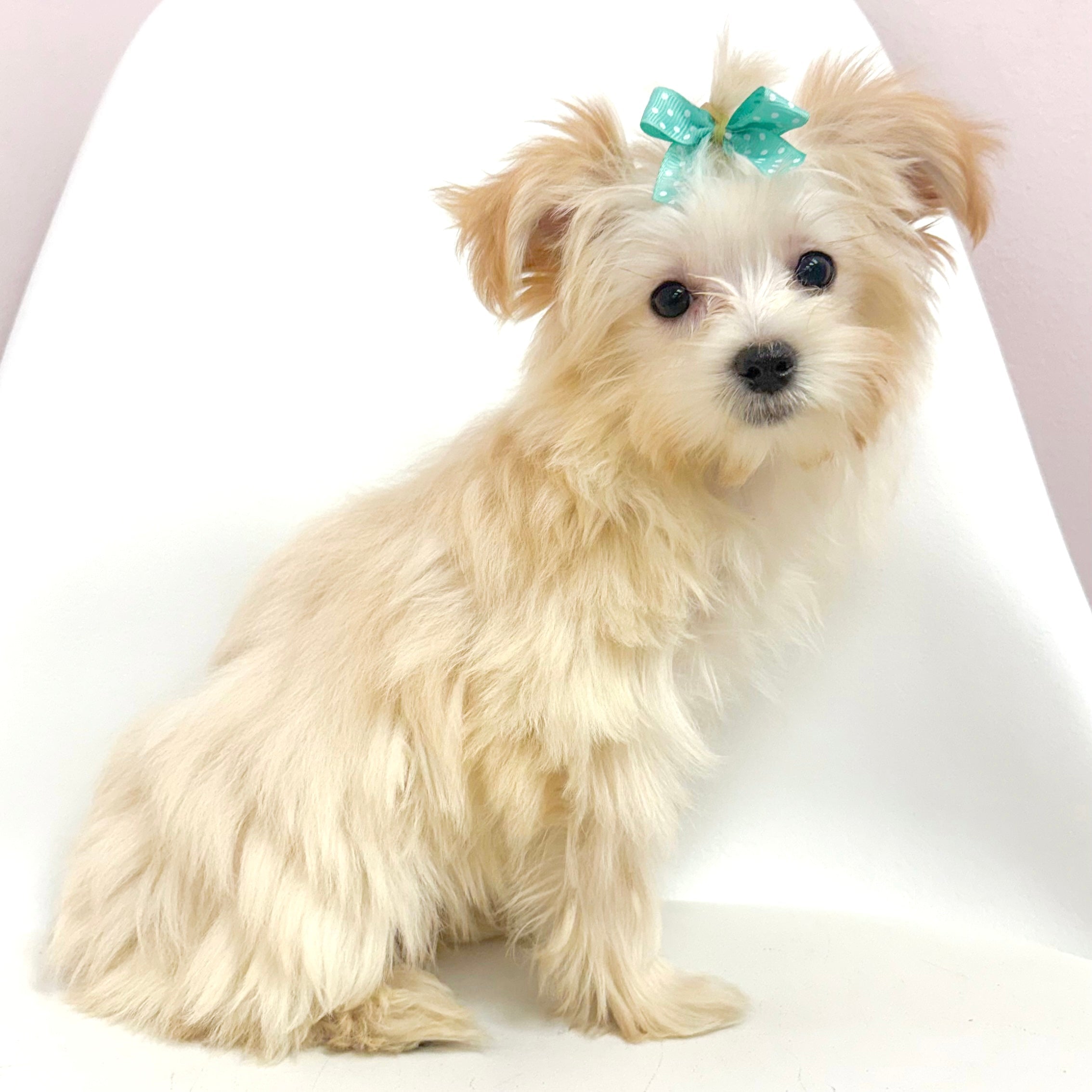 Margot- Female Morkie