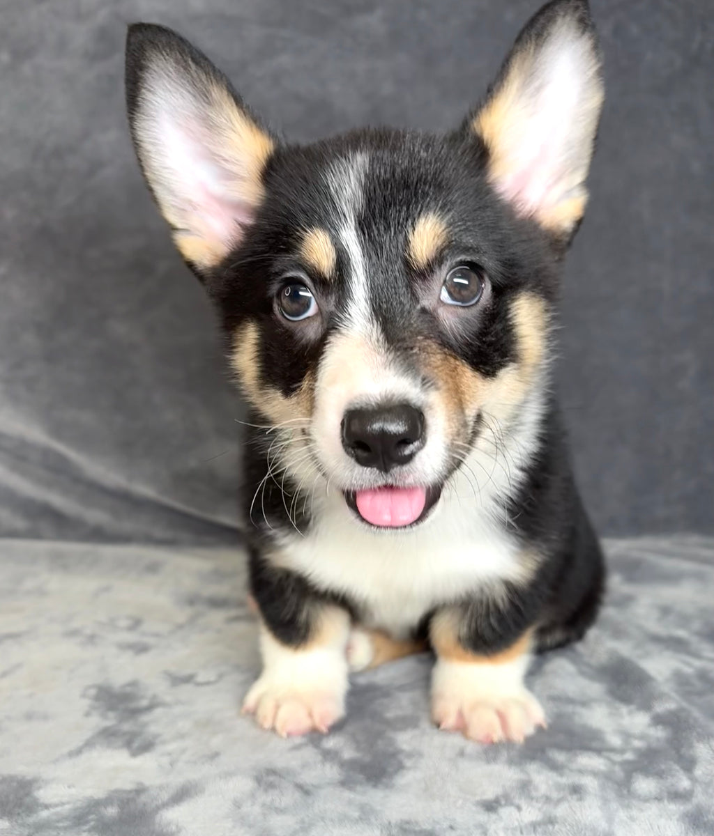 Archie- Male Pembroke Welsh Corgi