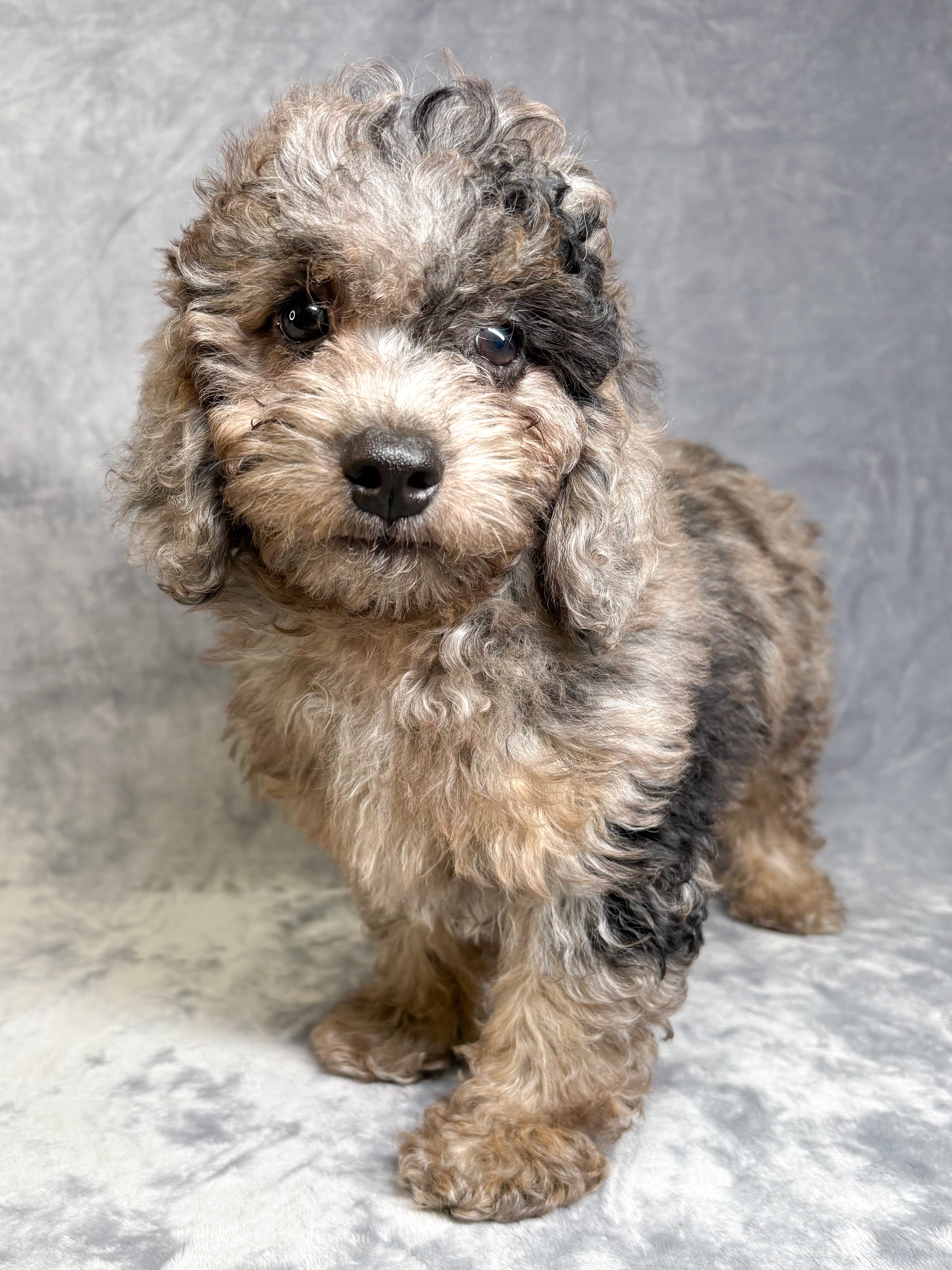 Tucker- Male Cavapoo