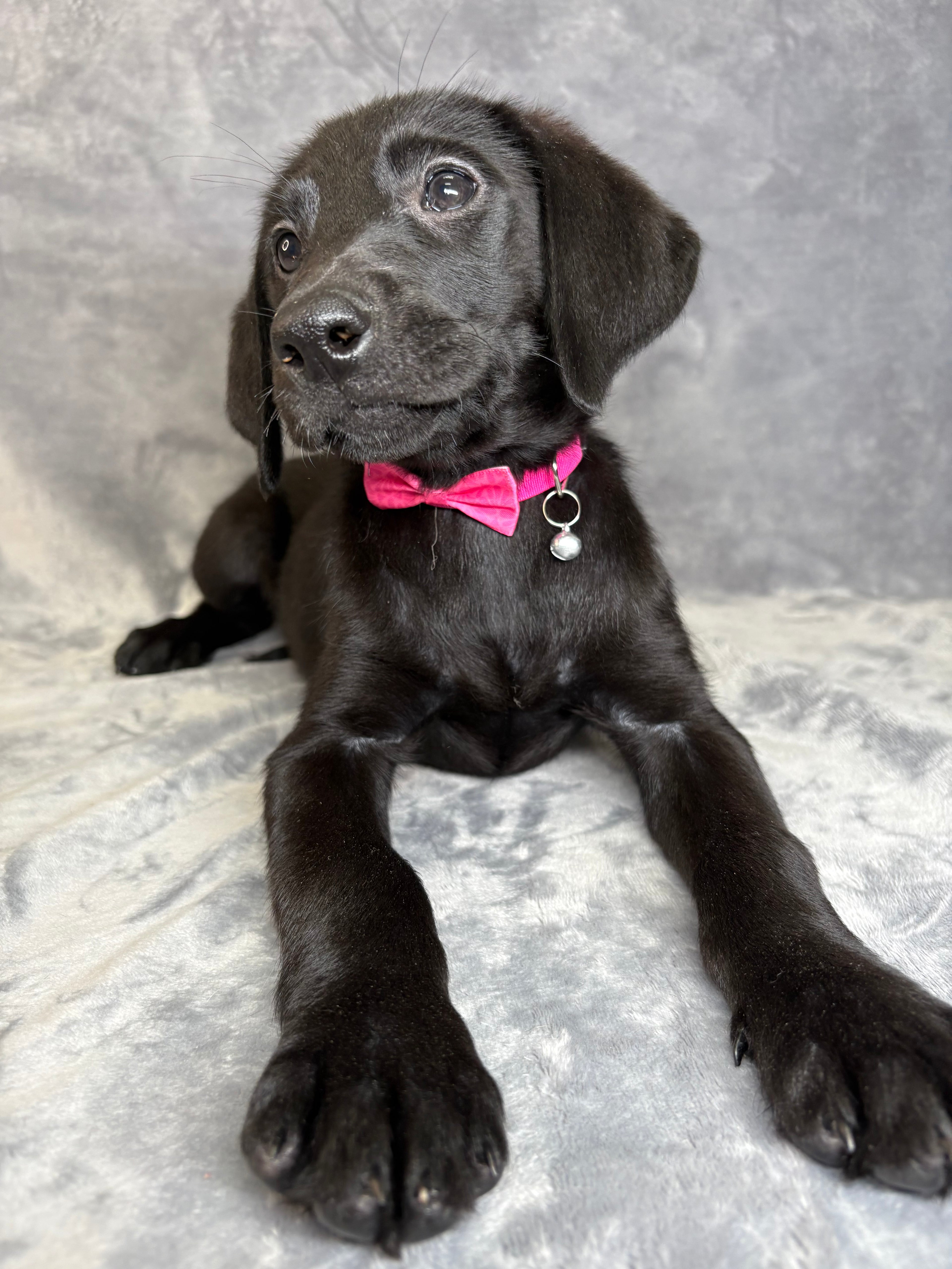 Coco- Female Labrador Retriever