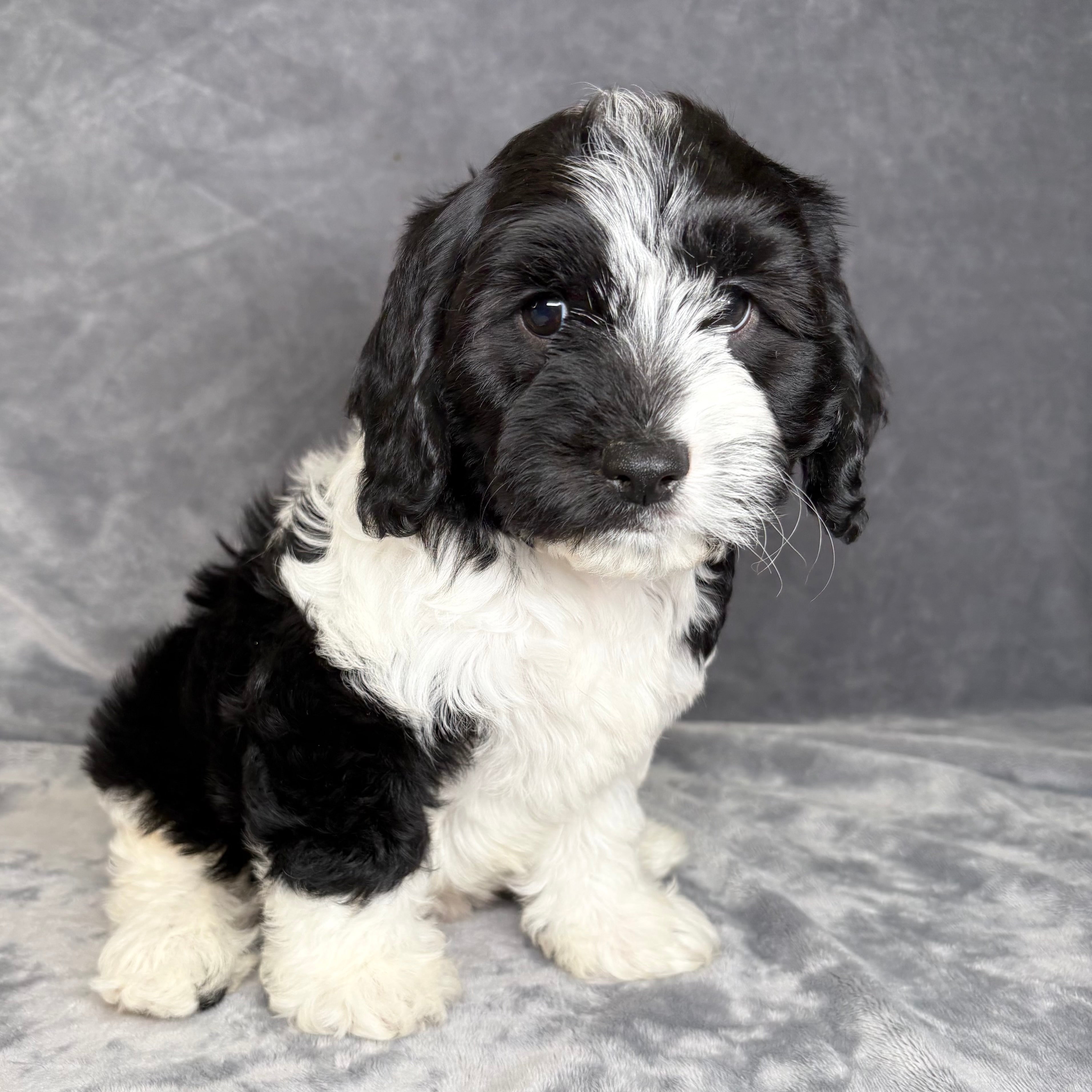Murphy- Male Cavachon