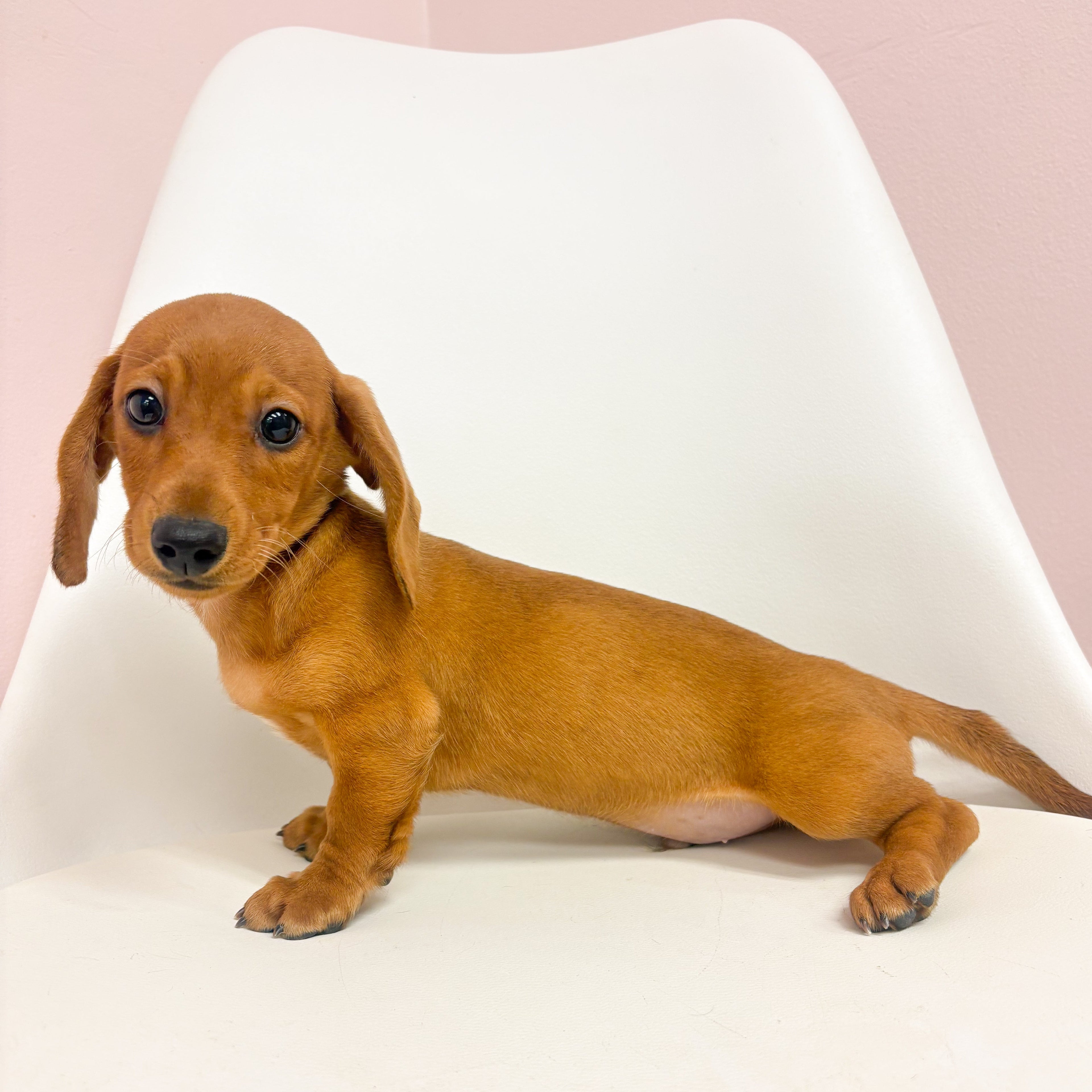 Oscar- Male Mini Dachshund