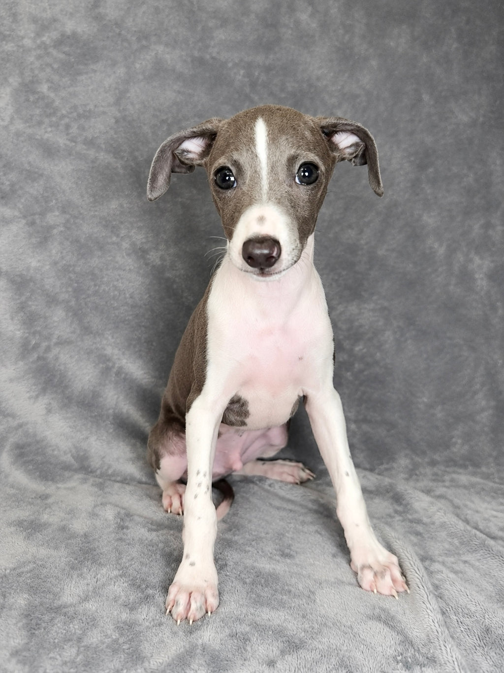 Vinnie- Male Italian Greyhound