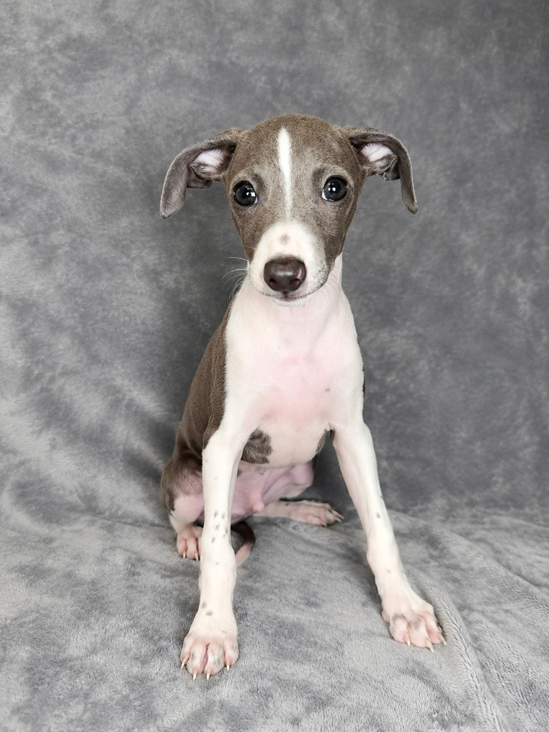 Vinnie- Male Italian Greyhound