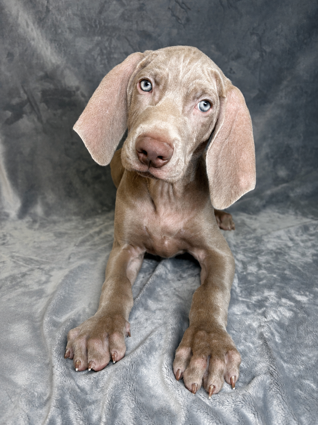Sterling- Male Weimaraner