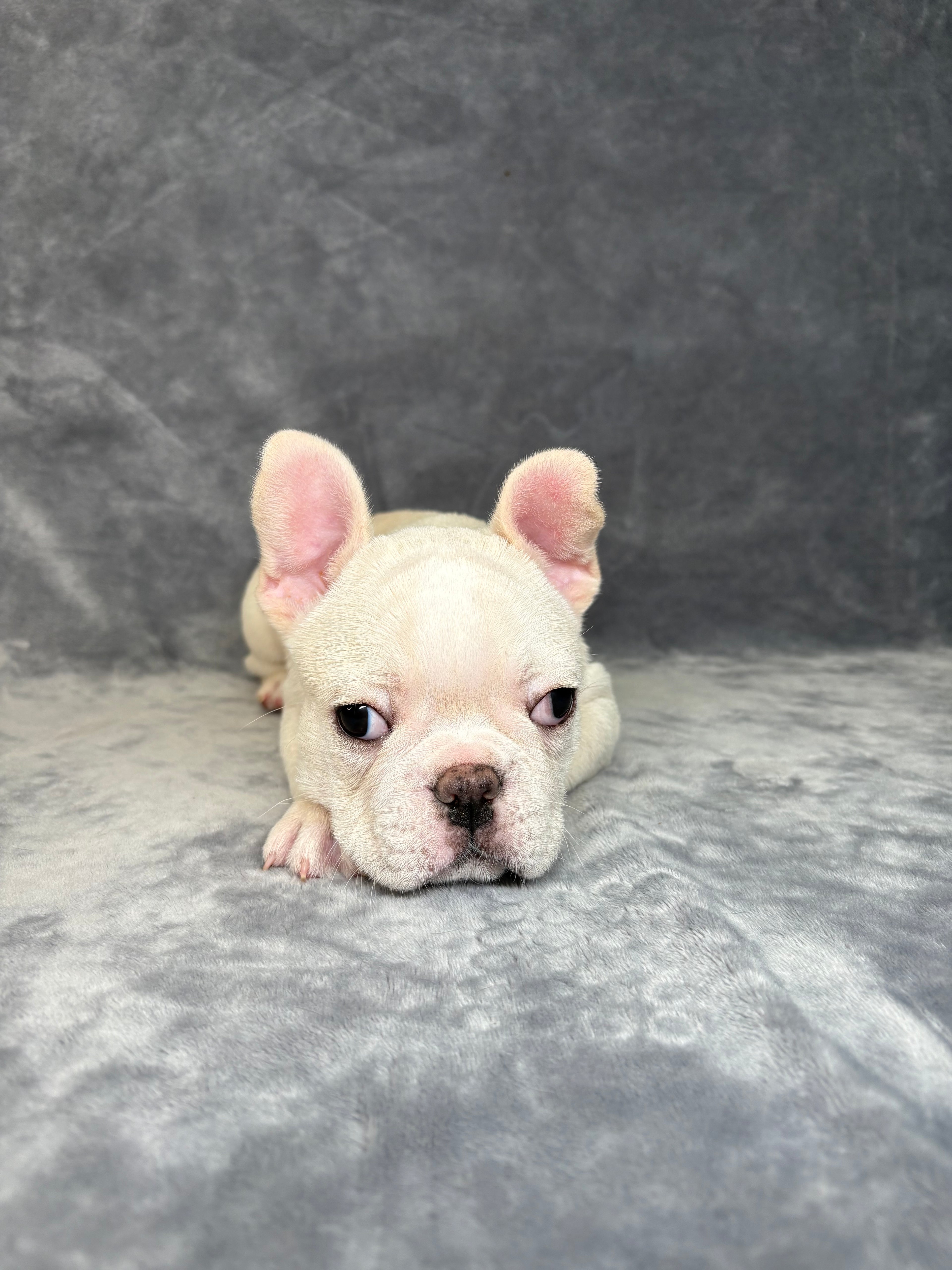 Lenny- Male French Bulldog