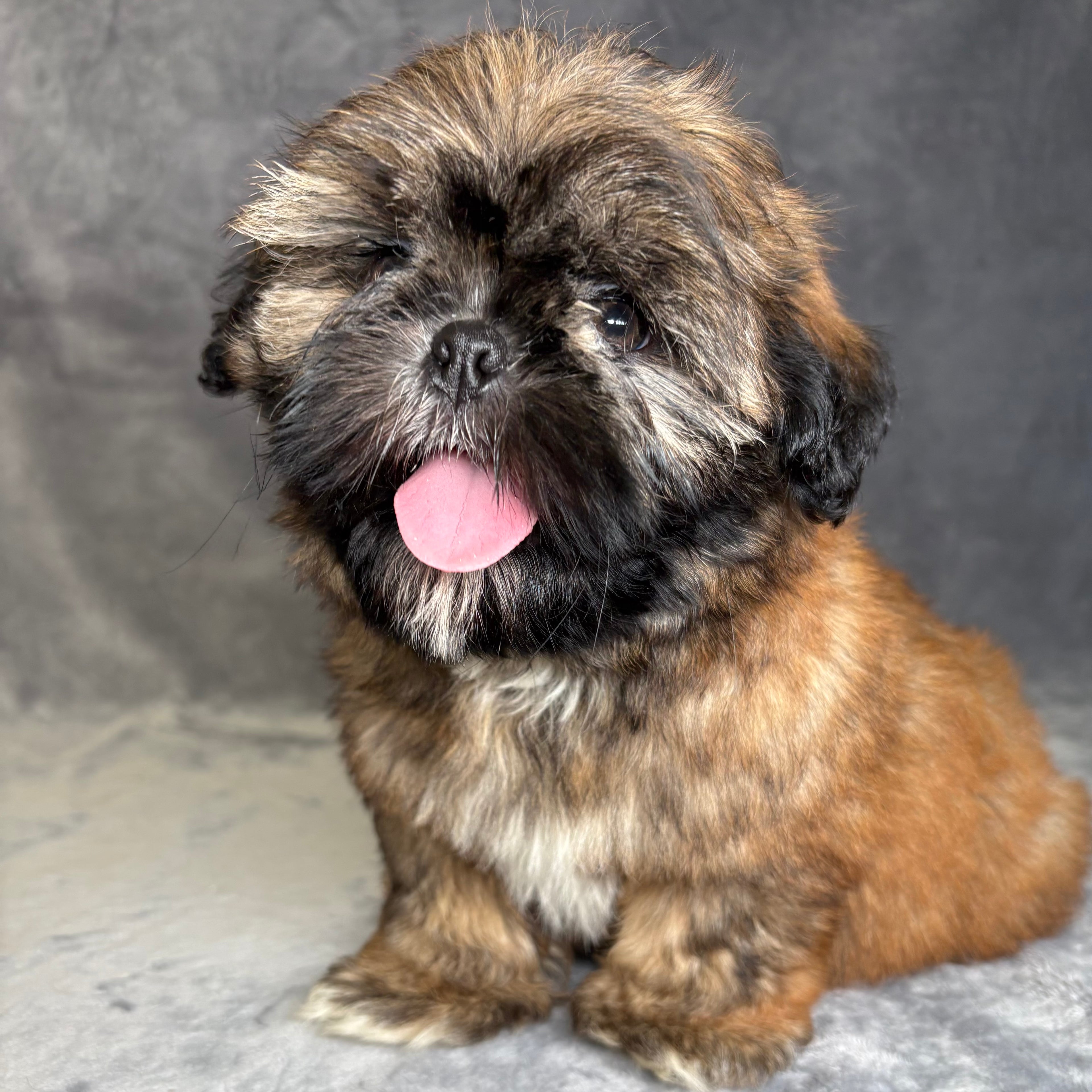 Winston- Male Shih Tzu