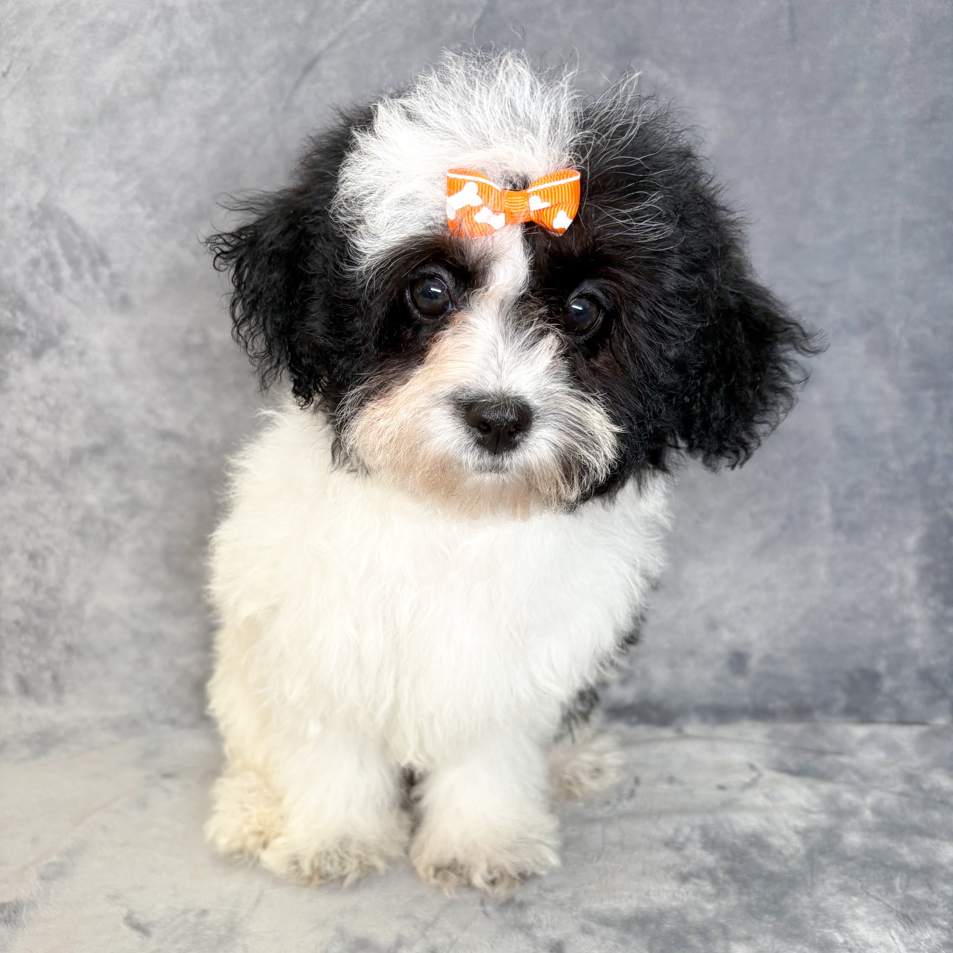 Pearl- Female Shipoo