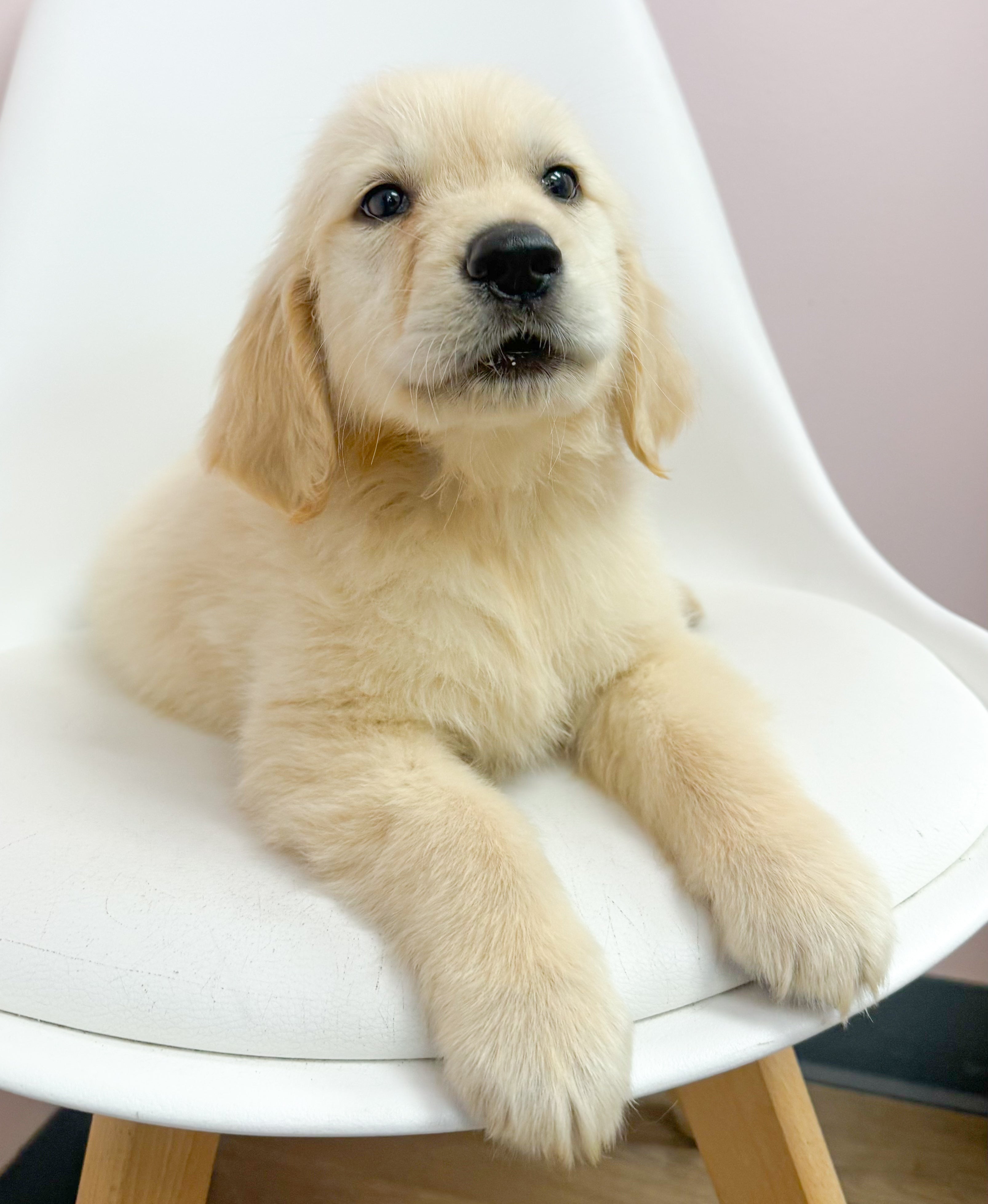 Bowie- Male Golden Retriever