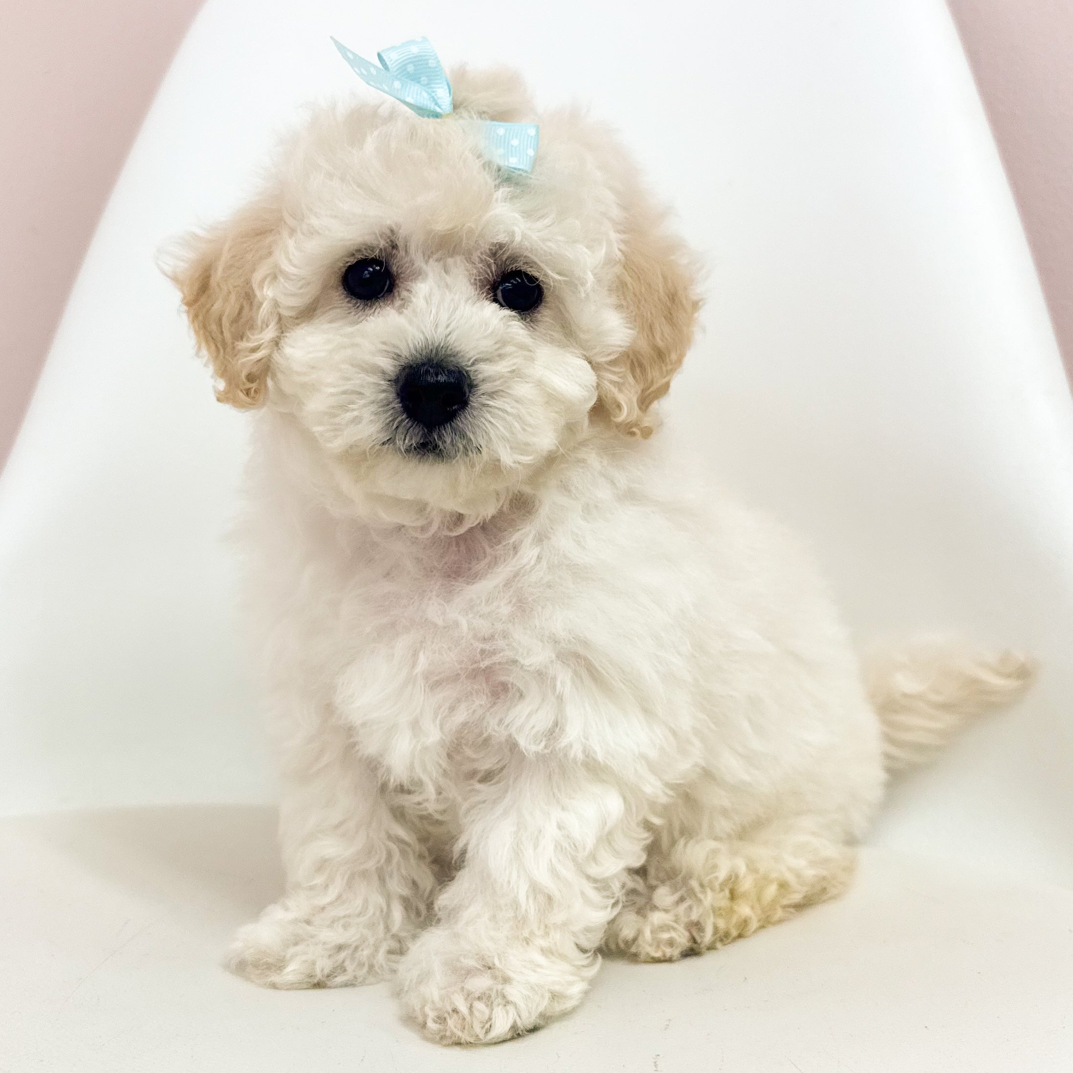Muffin- Maltipoochon