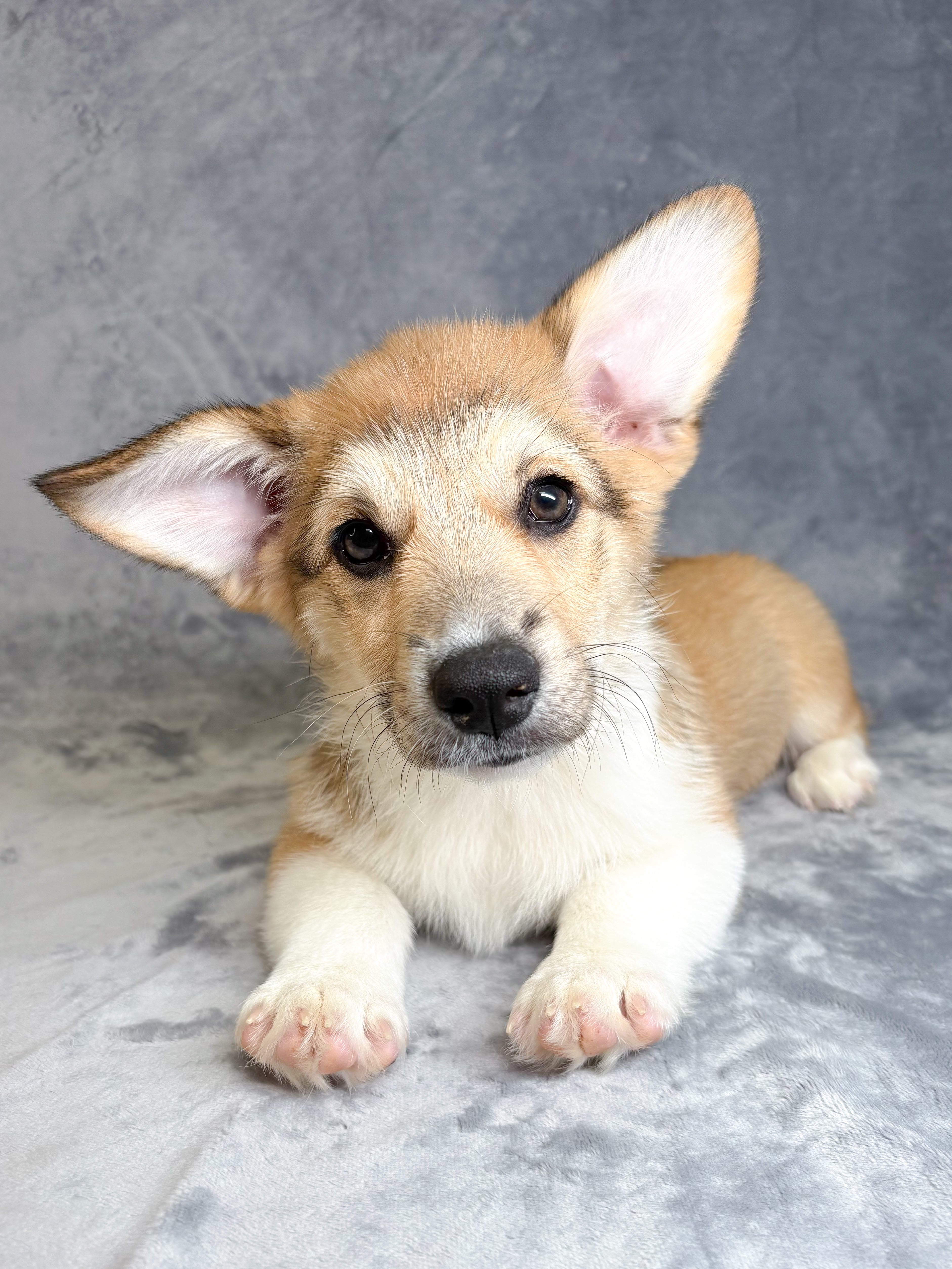 Moose-Male Corgi