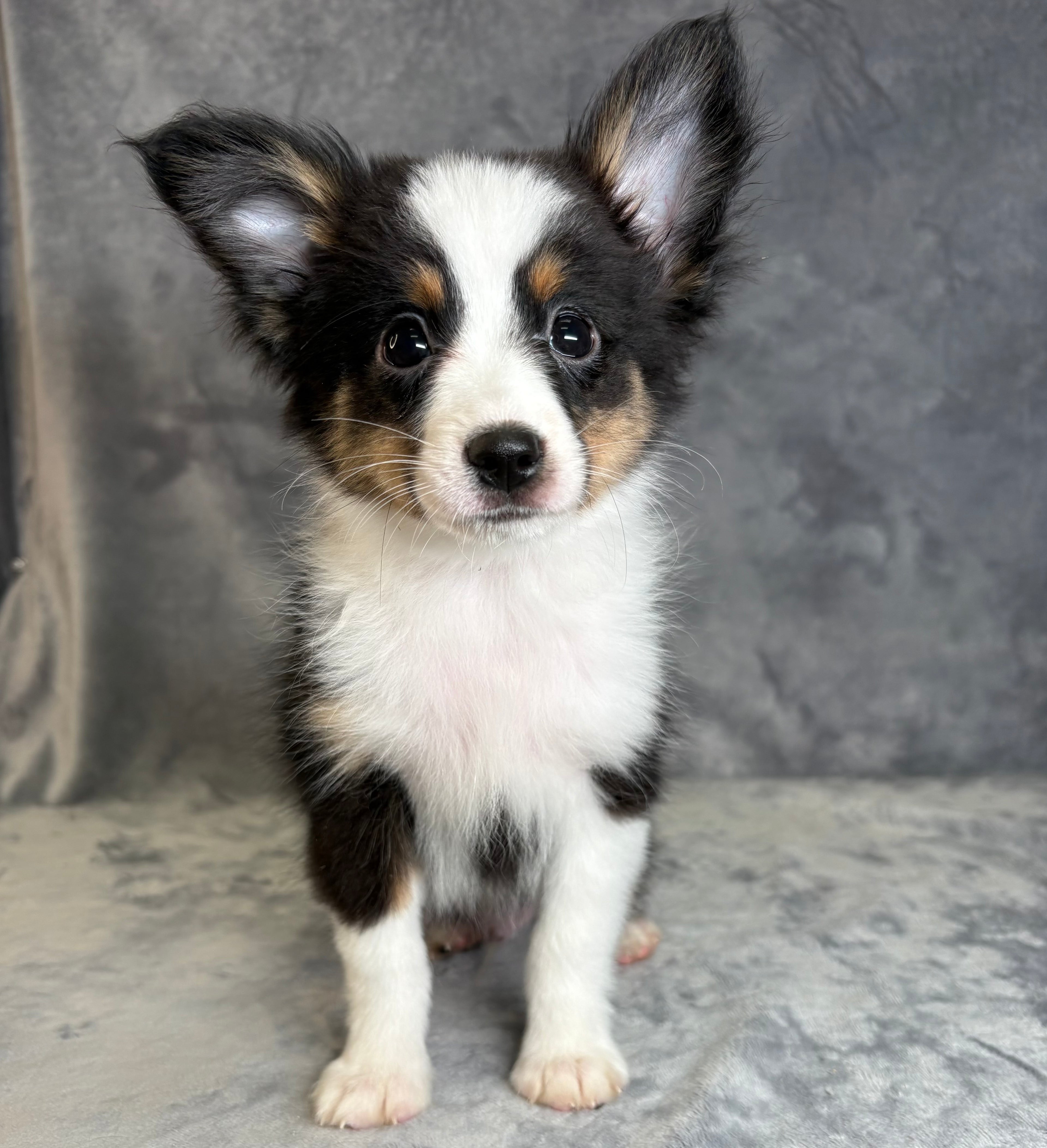 Griffin- Male Toy Australian Shepherd