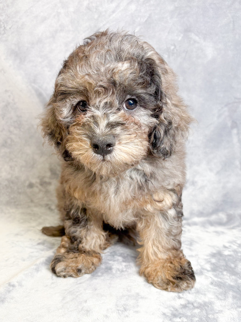 Maverick- Male Mini Goldendoodle