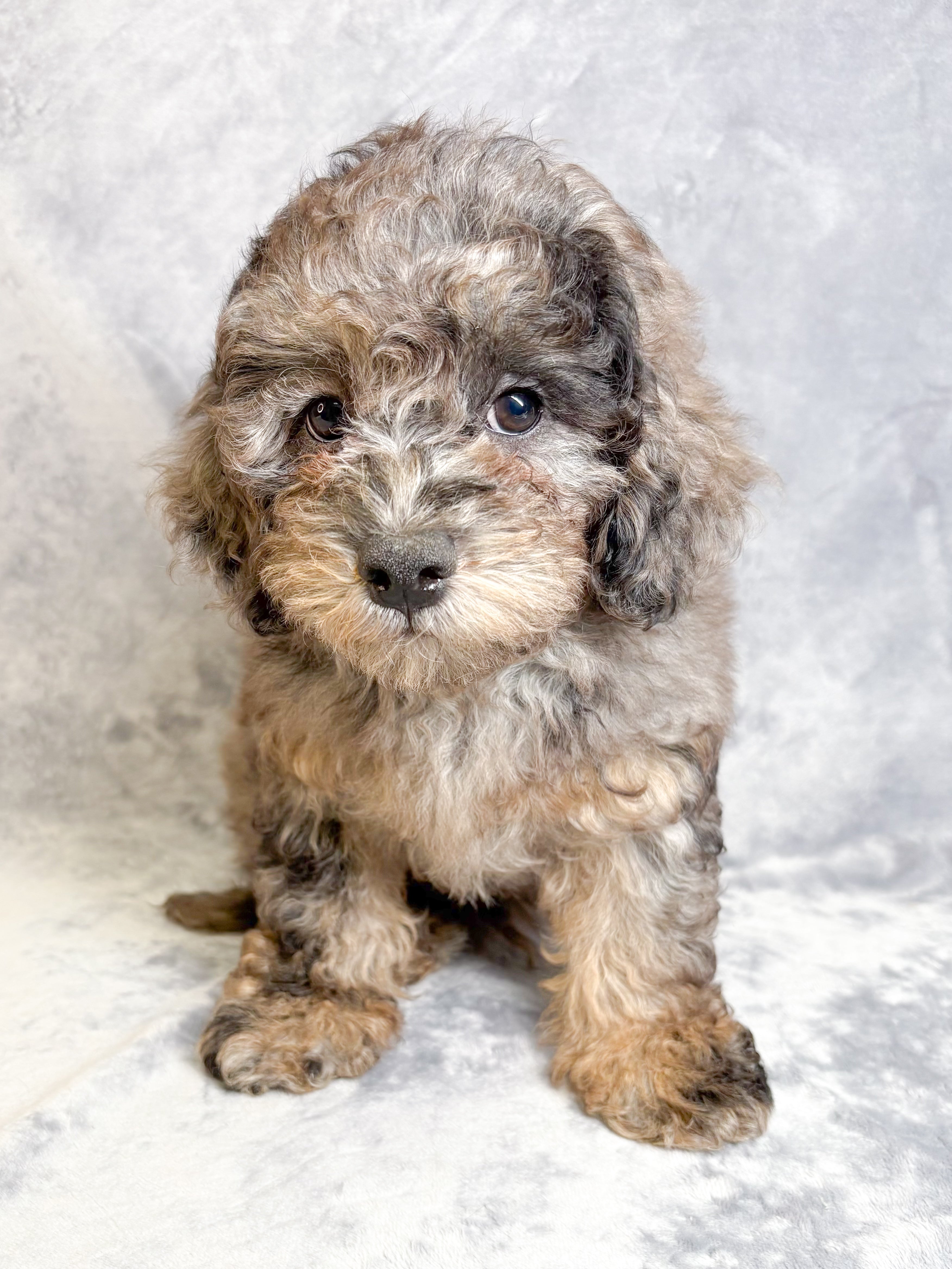 Maverick- Male Mini Goldendoodle