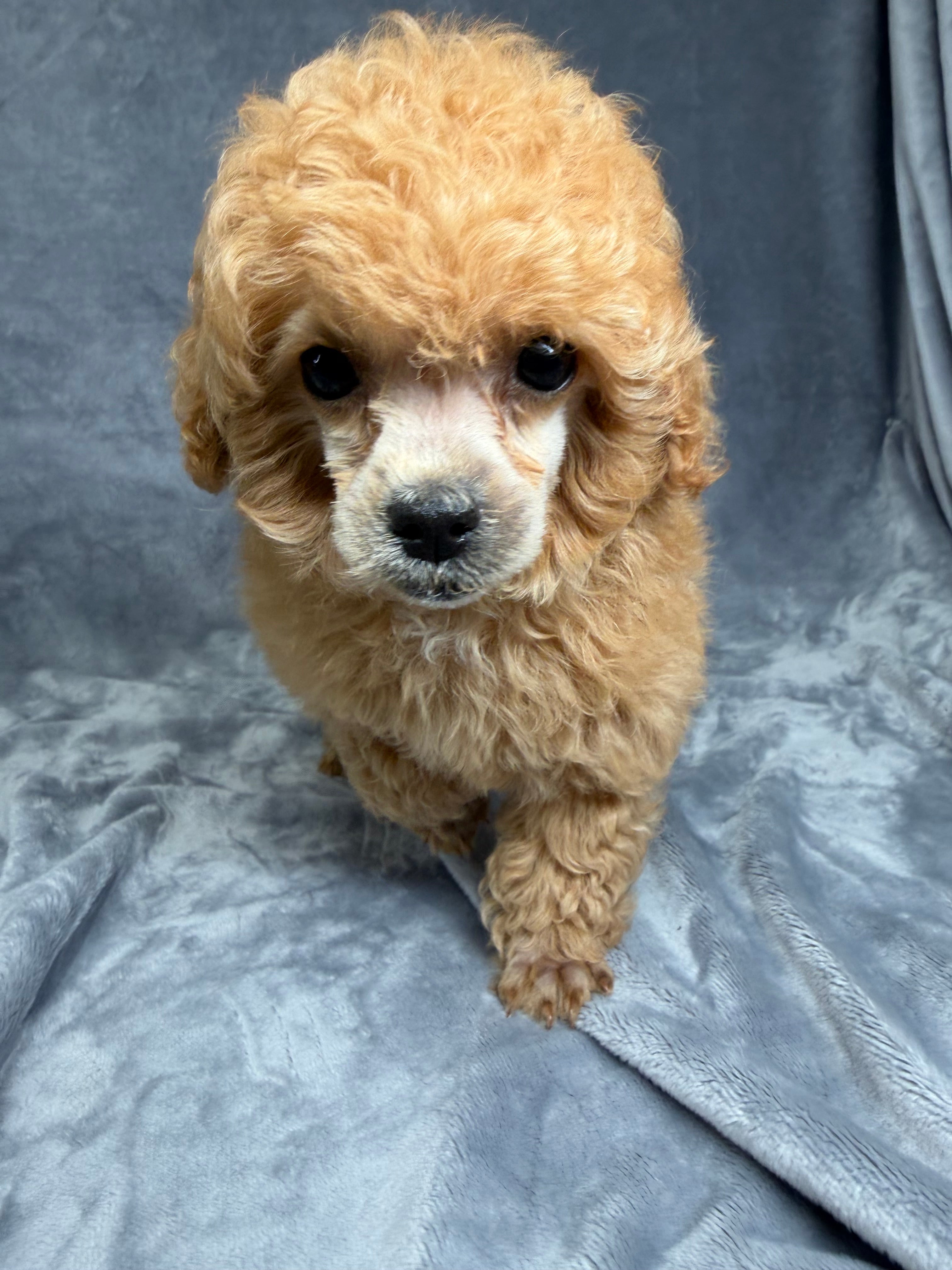 Gucci- Female Toy Poodle