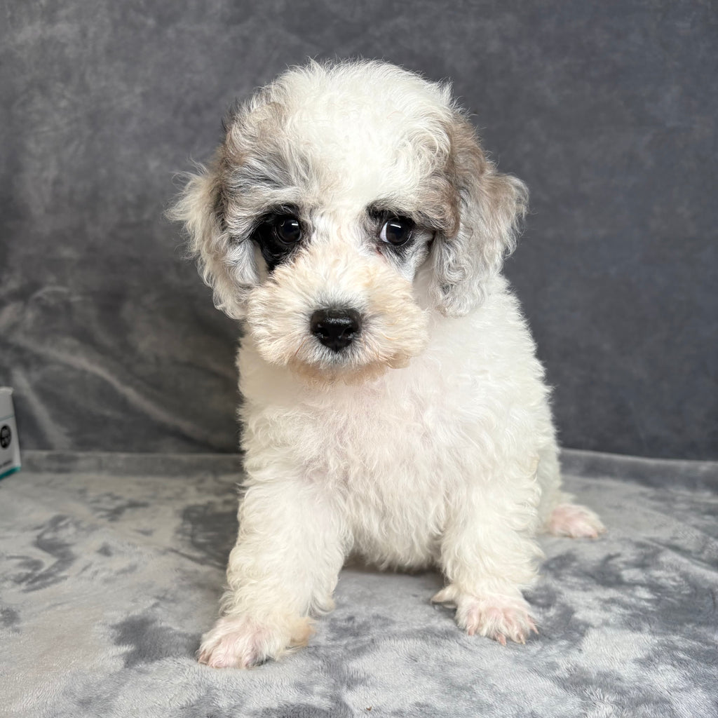 Gus- Male Toy Poodle