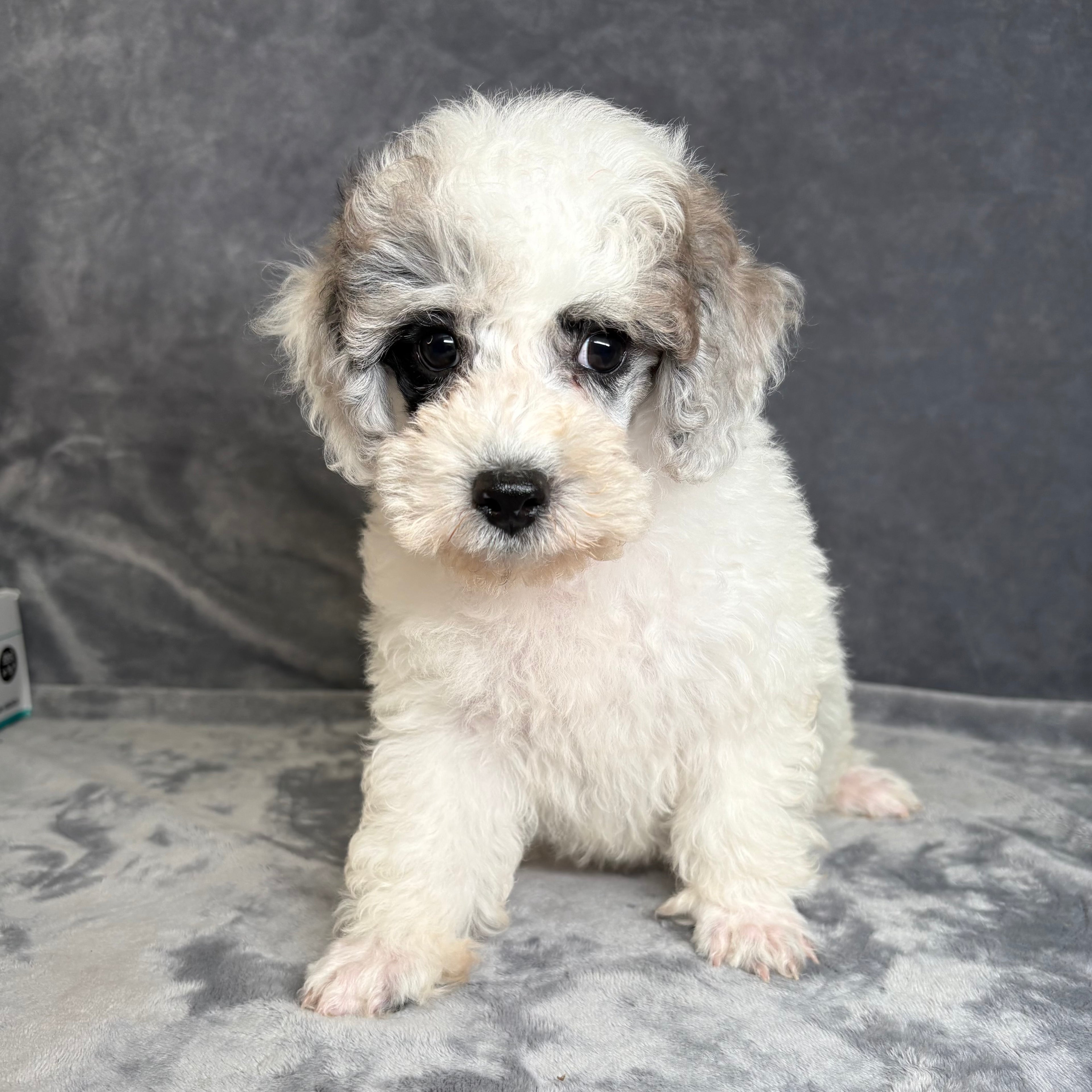 Gus- Male Toy Poodle