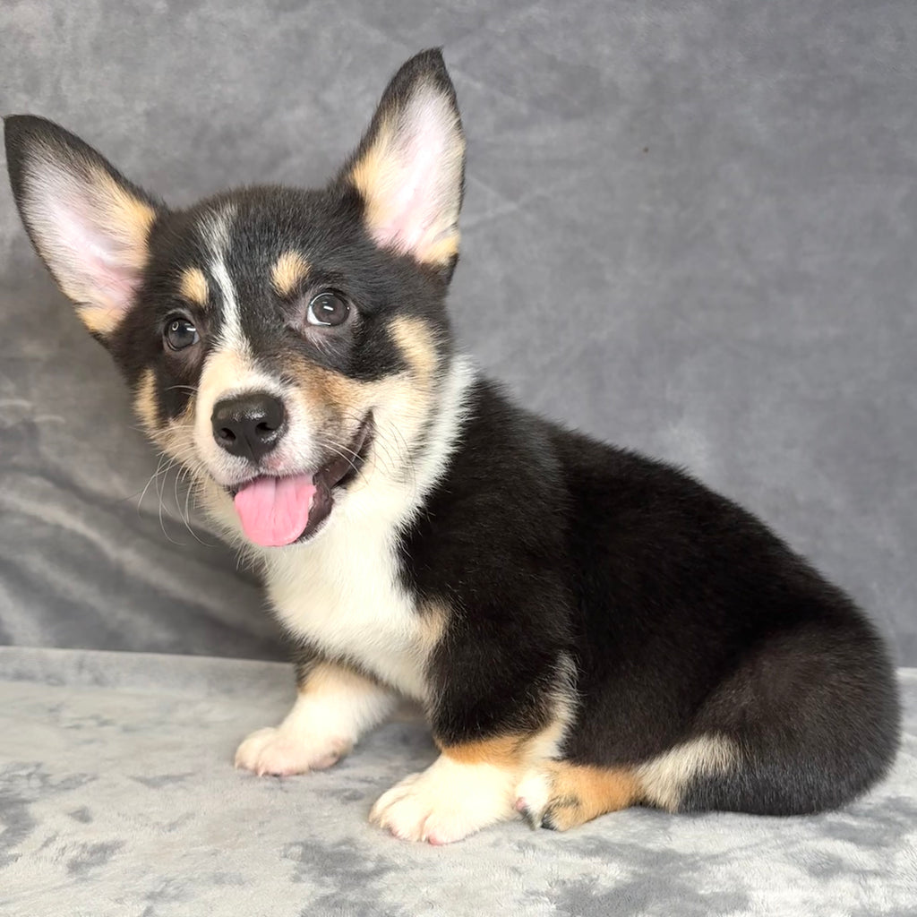 Archie- Male Pembroke Welsh Corgi
