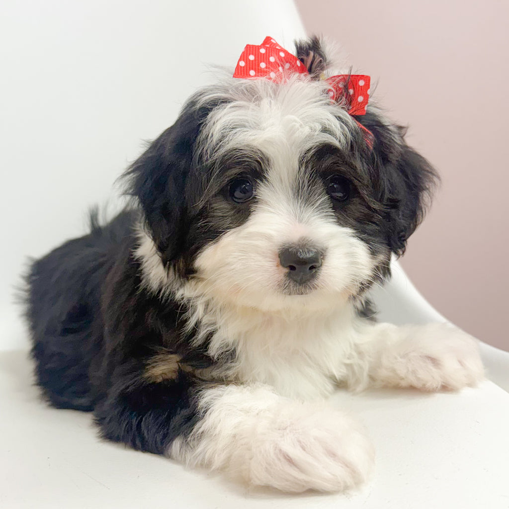 Annabelle- Female Aussiechon