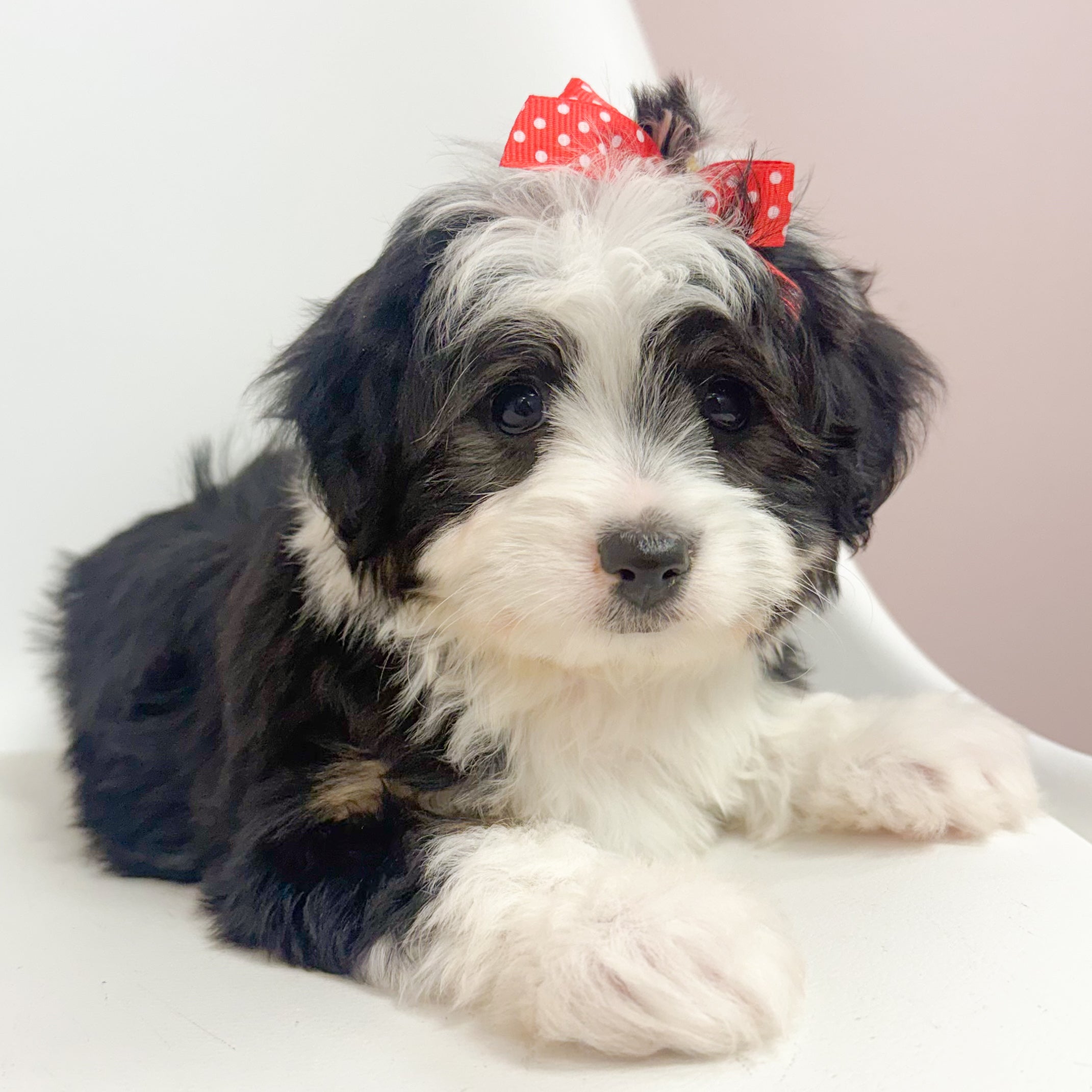 Annabelle- Female Aussiechon