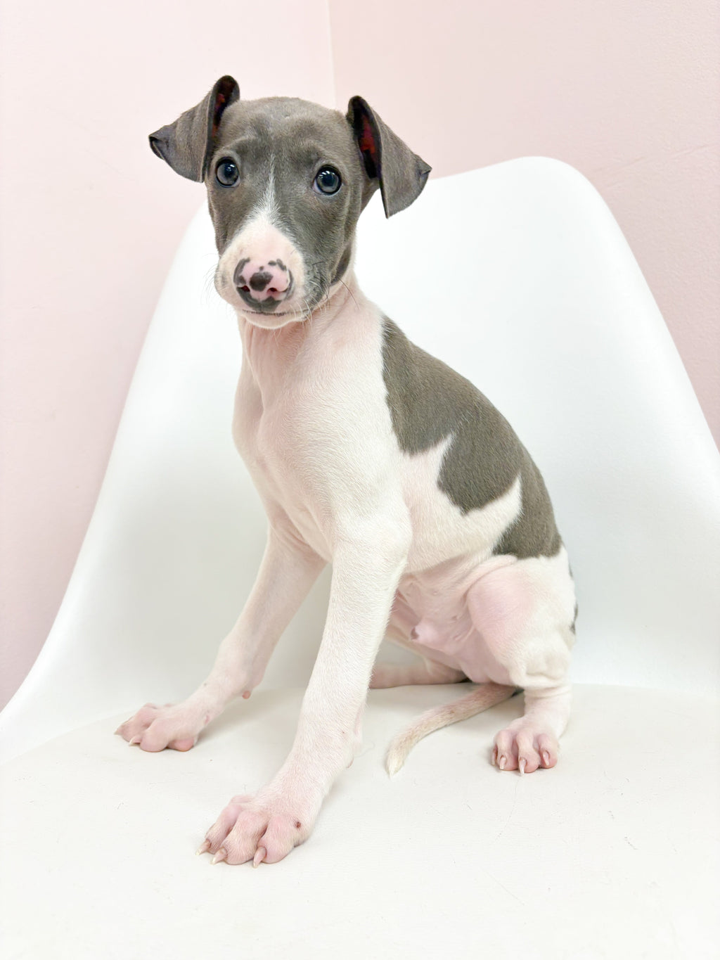 Nico- Male Italian Greyhound