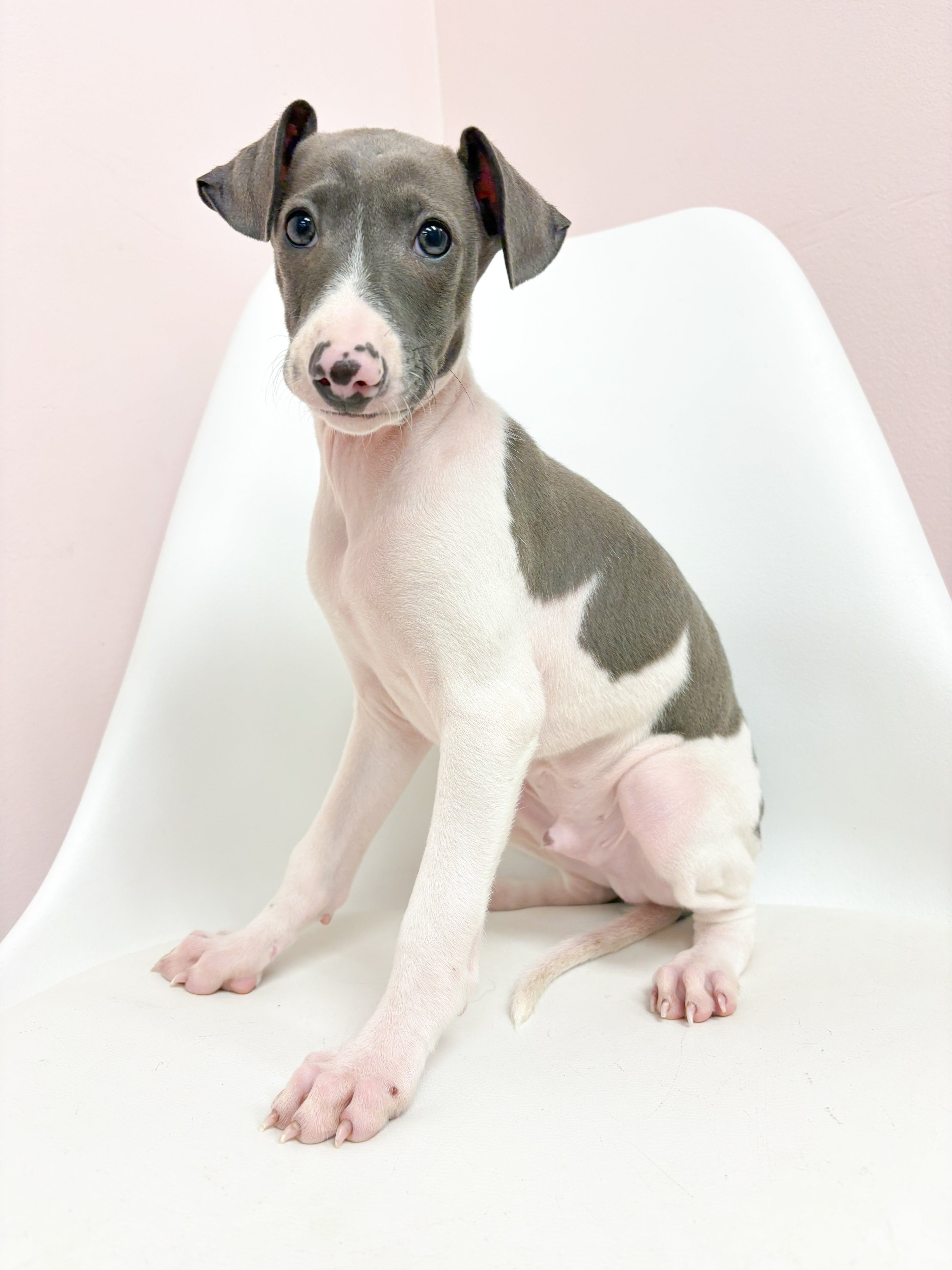 Nico- Male Italian Greyhound