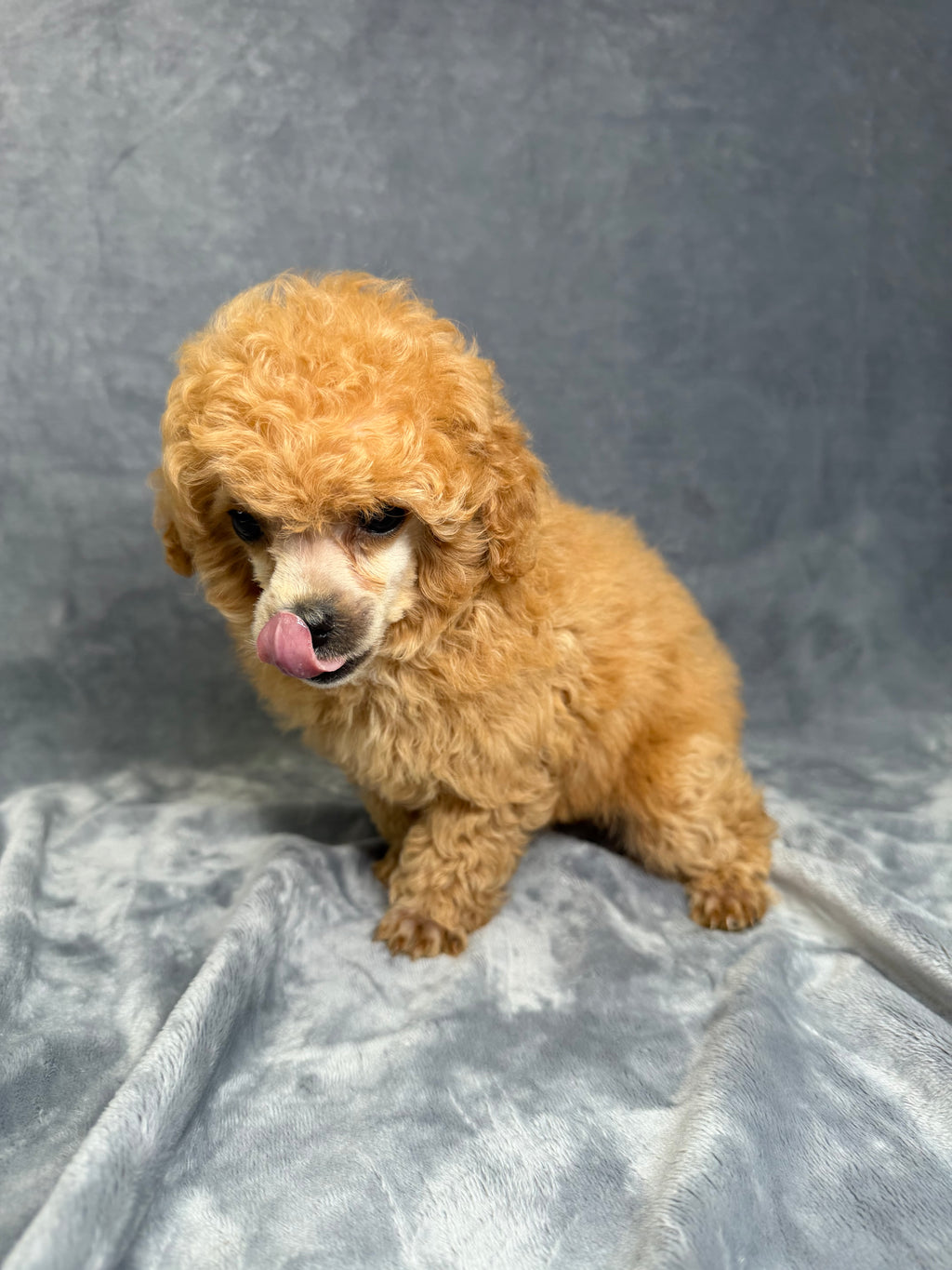 Gucci- Female Toy Poodle