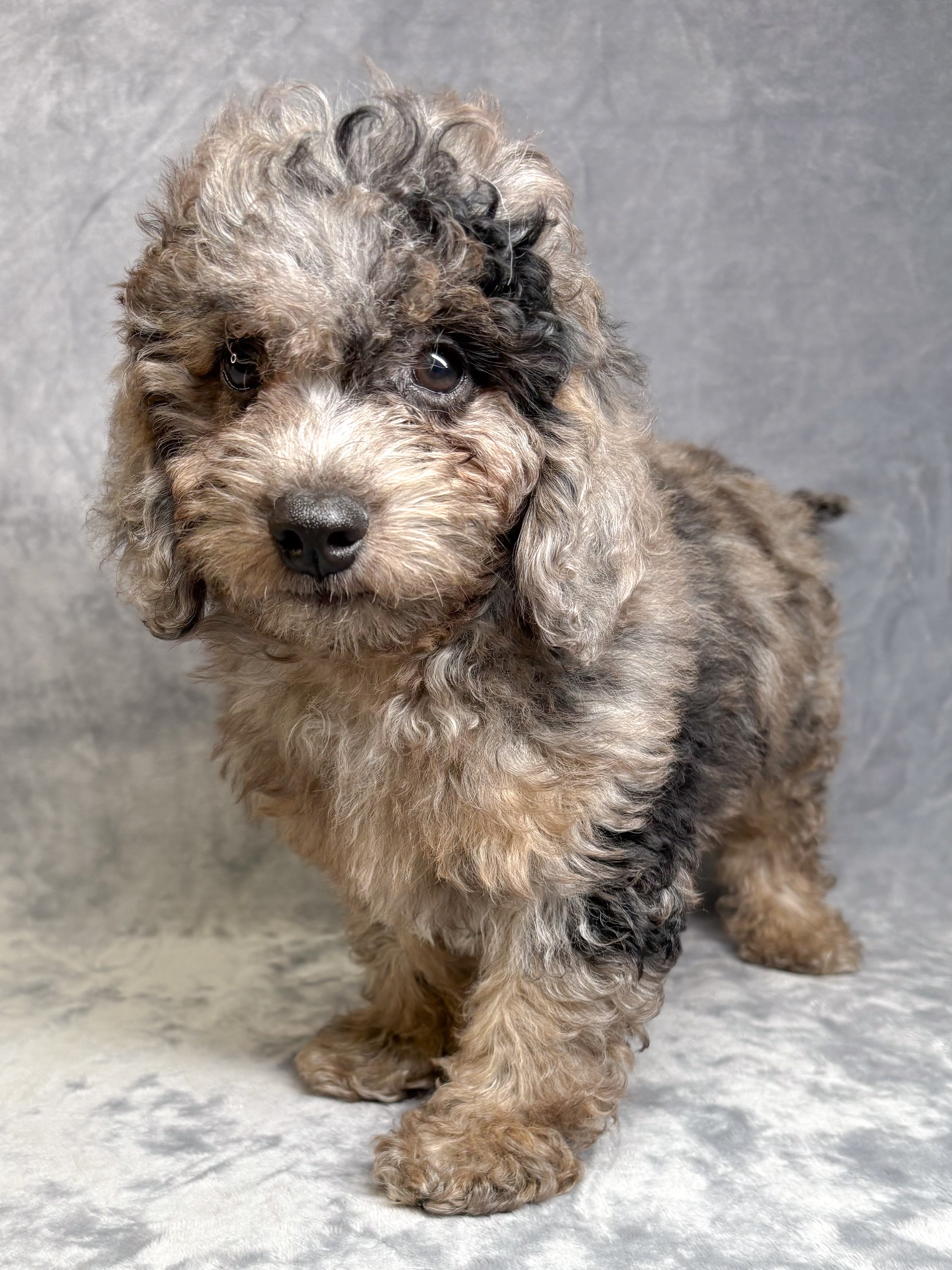 Tucker- Male Cavapoo