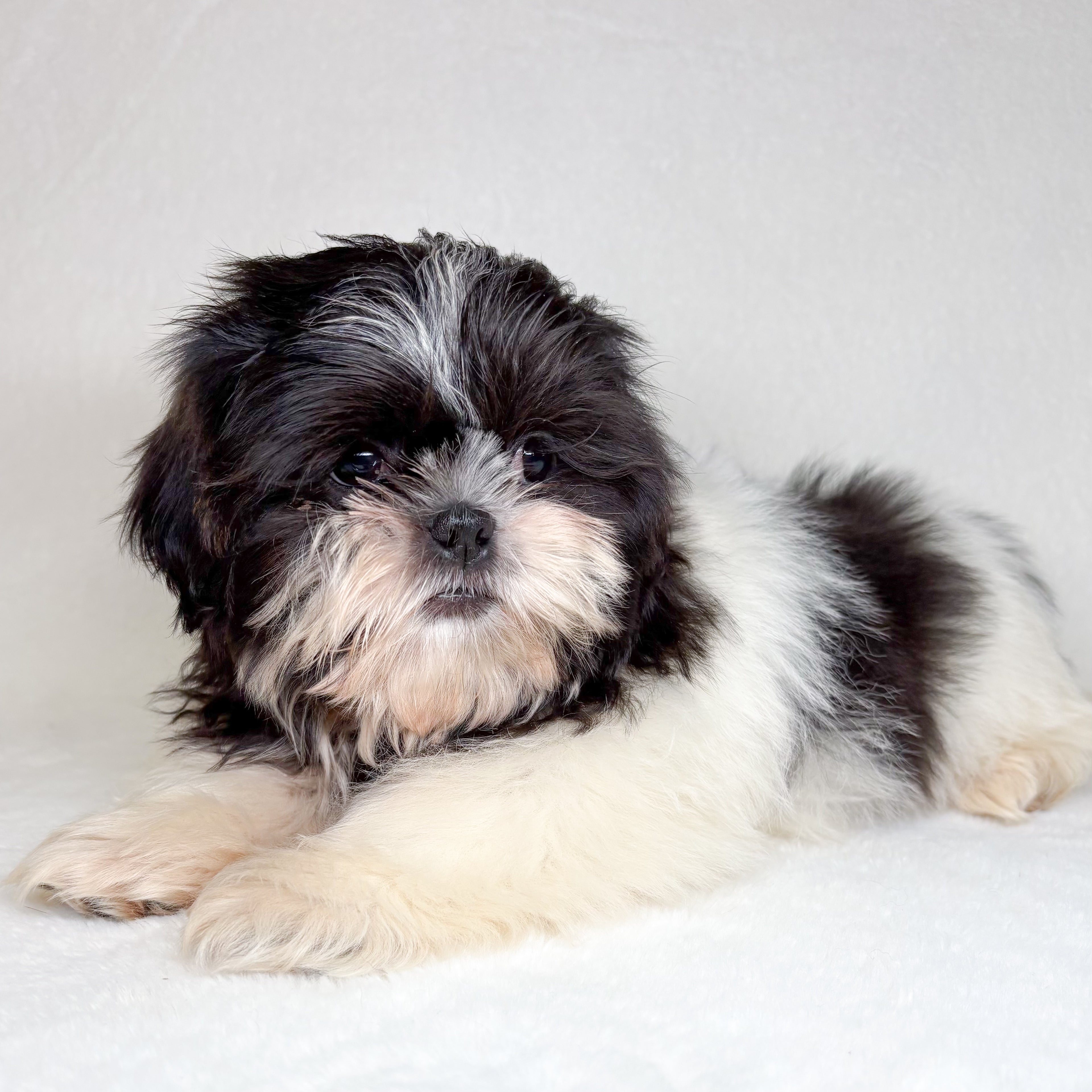 Silas-Male Shih Tzu