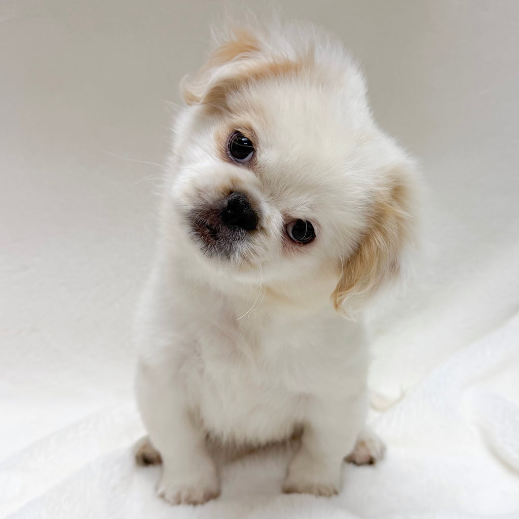 Fritz- Male Pekingese
