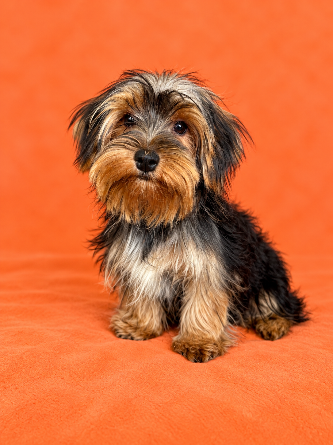 Mac- Male Yorkie
