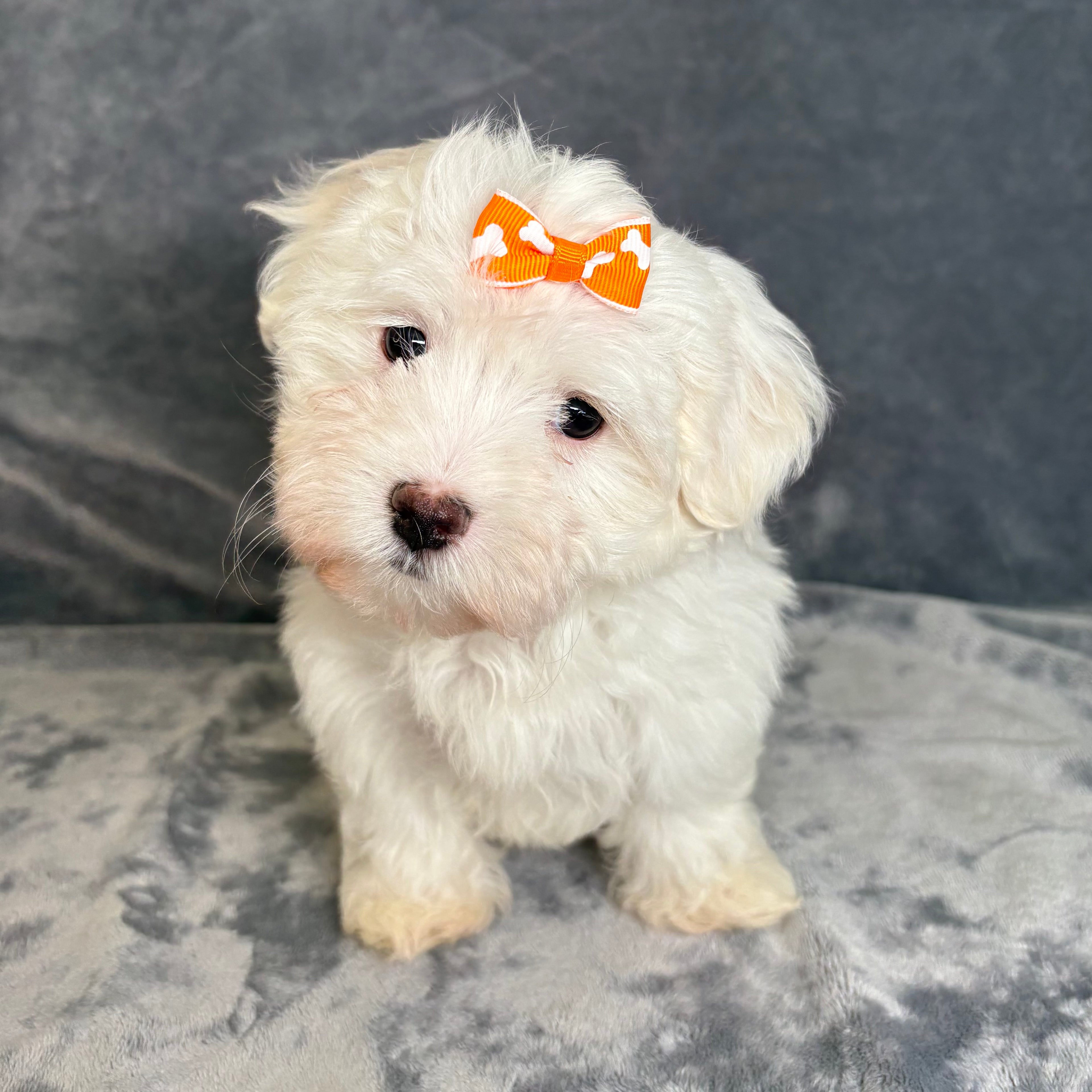 Minnie- Female Maltese