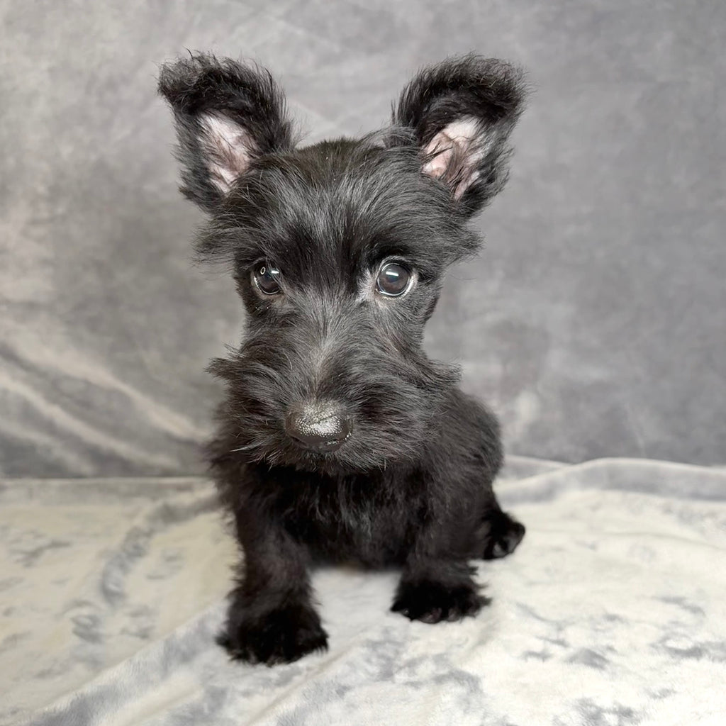 Fergus- Male Scottish Terrier