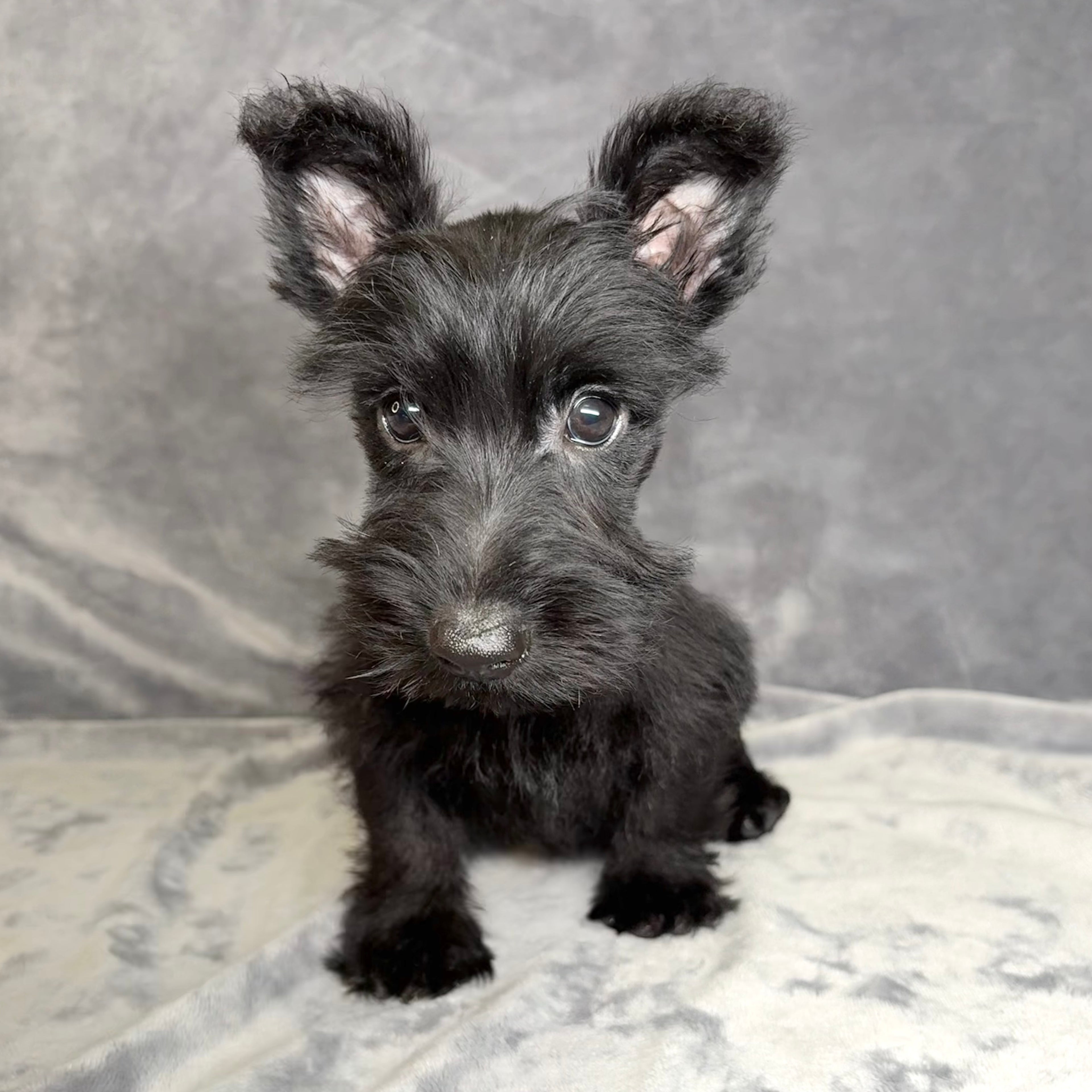 Fergus- Male Scottish Terrier