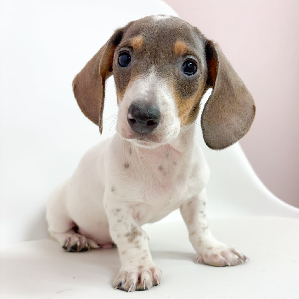 Danny- Male Mini Dachshund