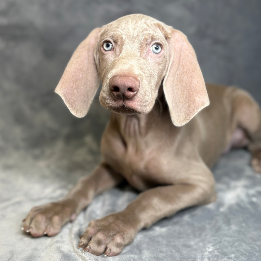 Sterling- Male Weimaraner