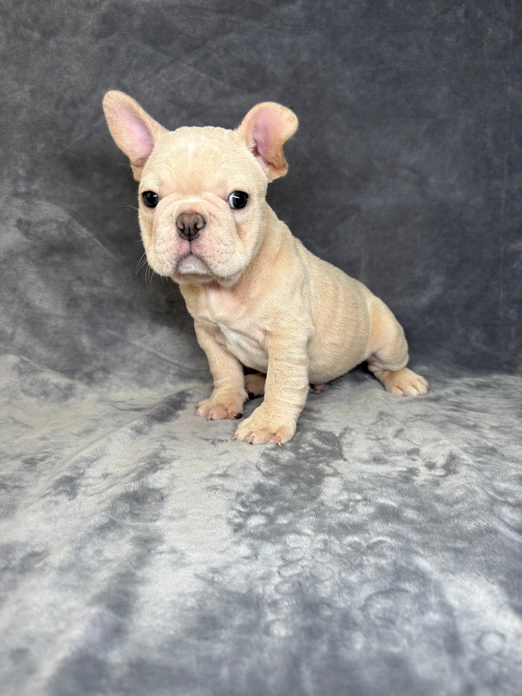 Herb- Male French Bulldog