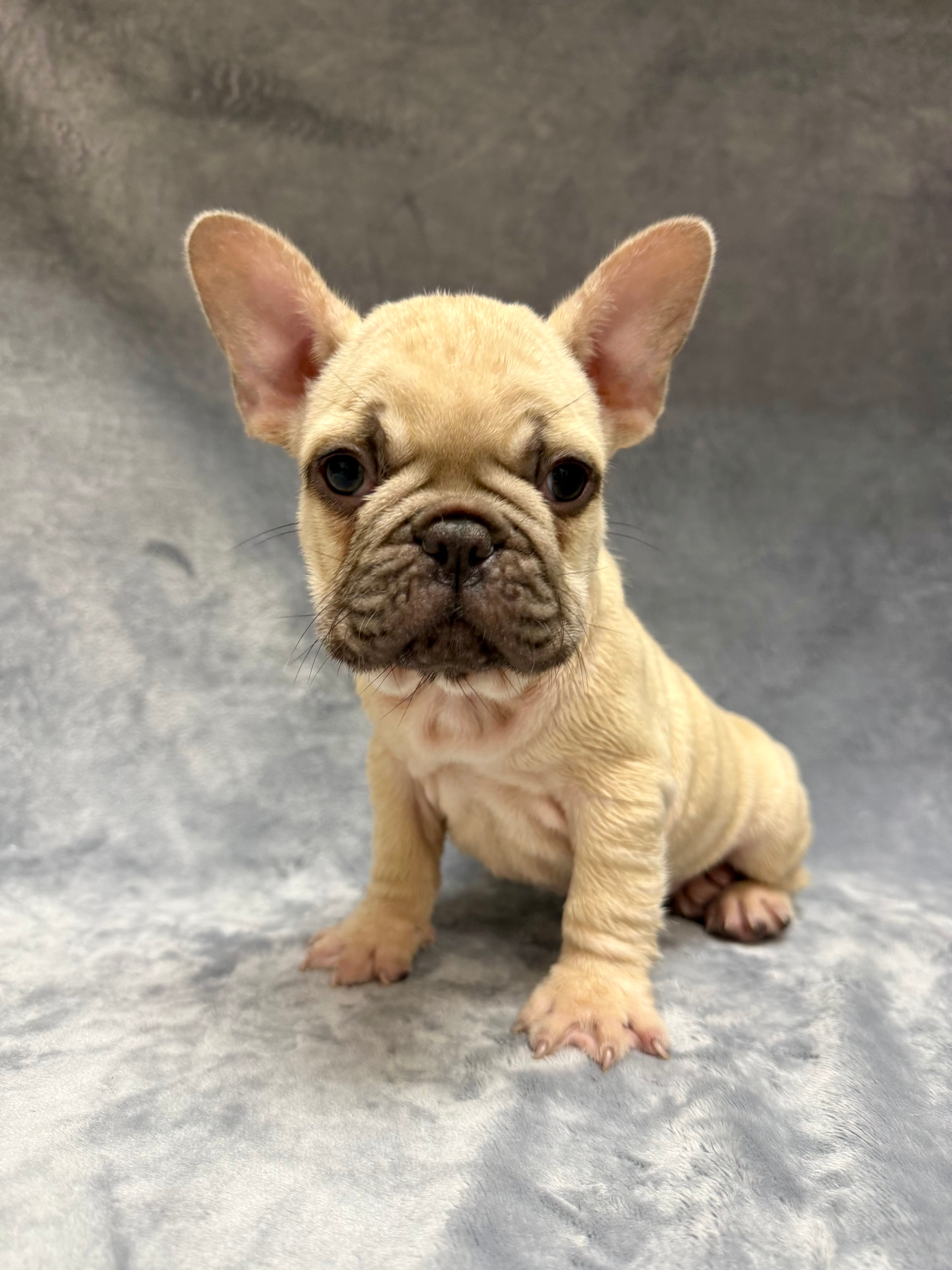 Phineas- Male French Bulldog