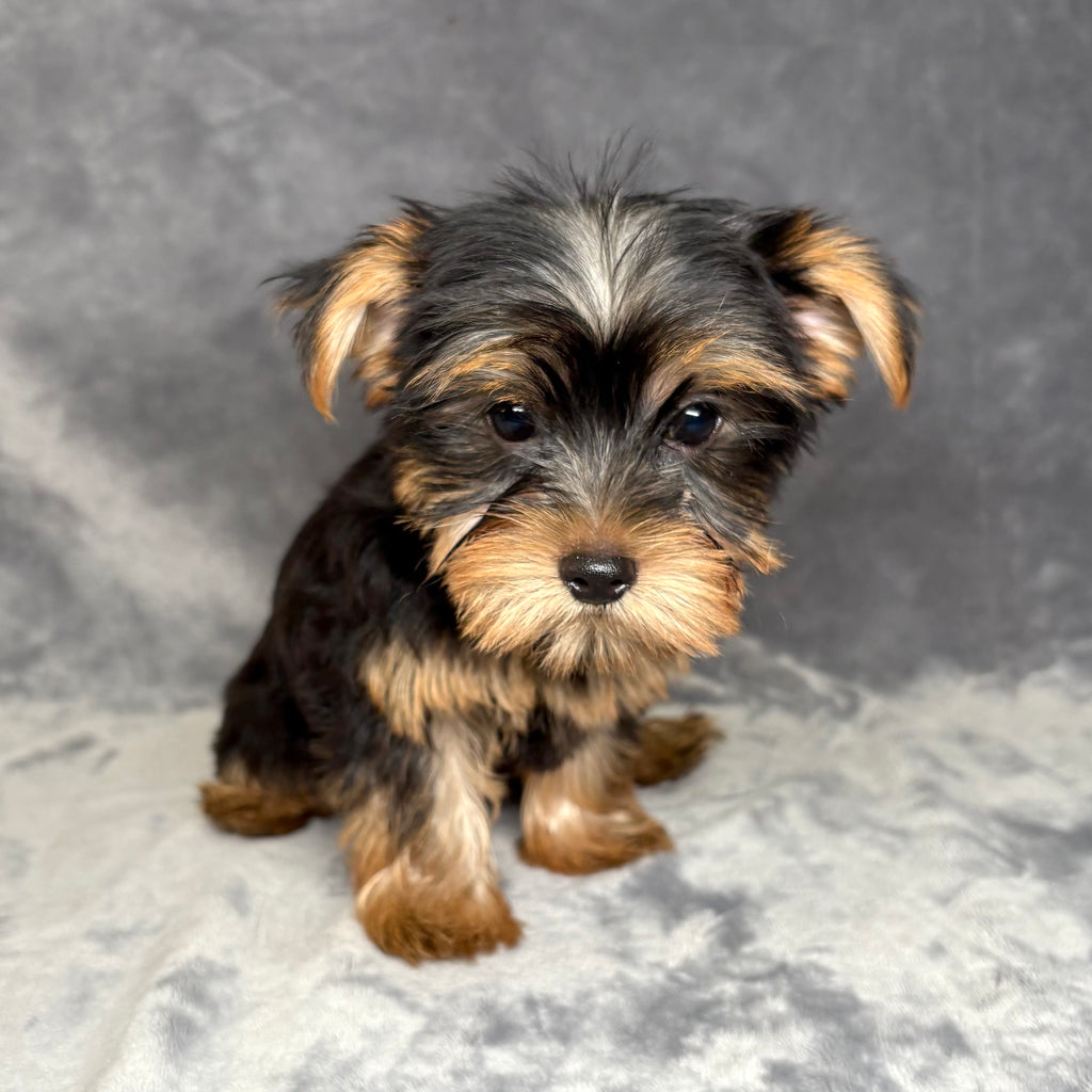 Jack- Male Yorkshire Terrier