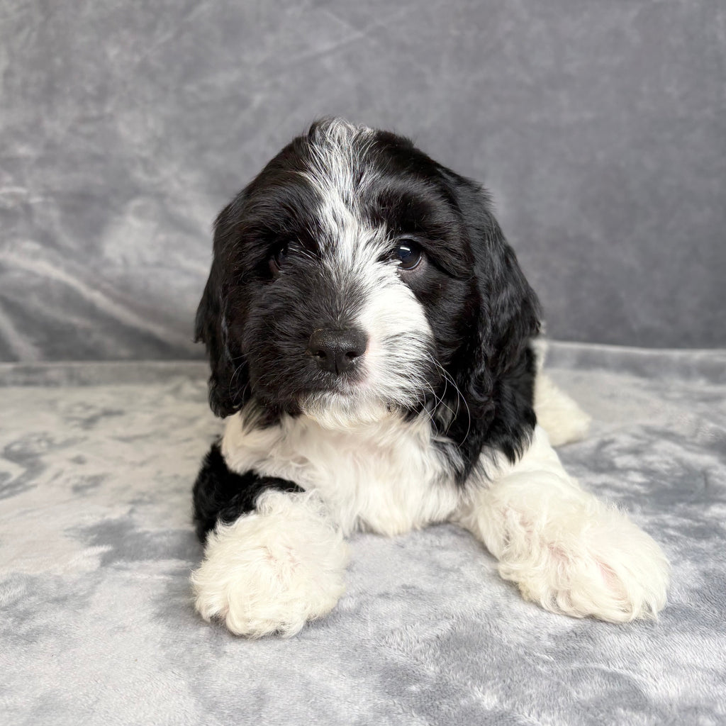 Murphy- Male Cavachon